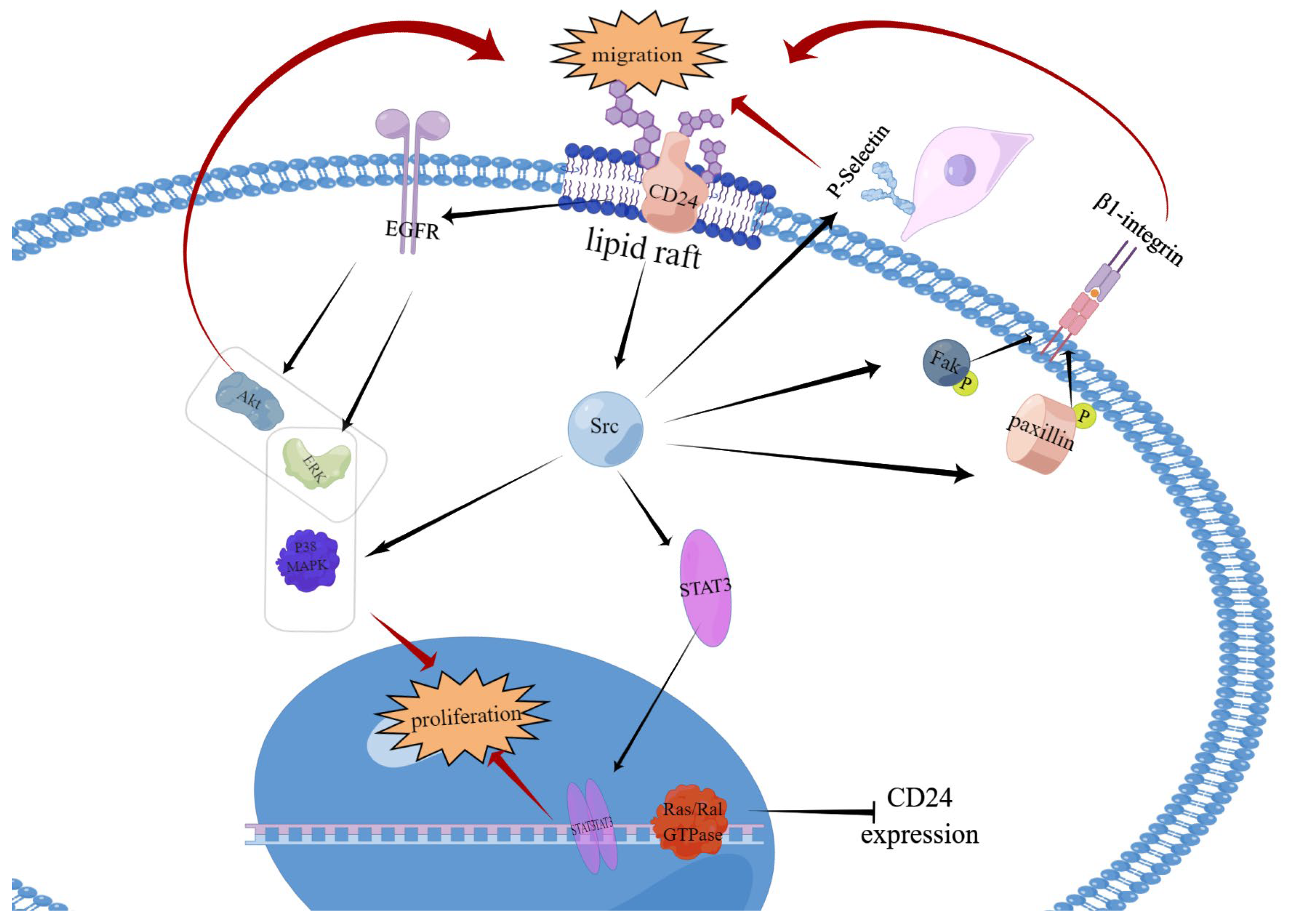 Biomedicines 11 03159 g003