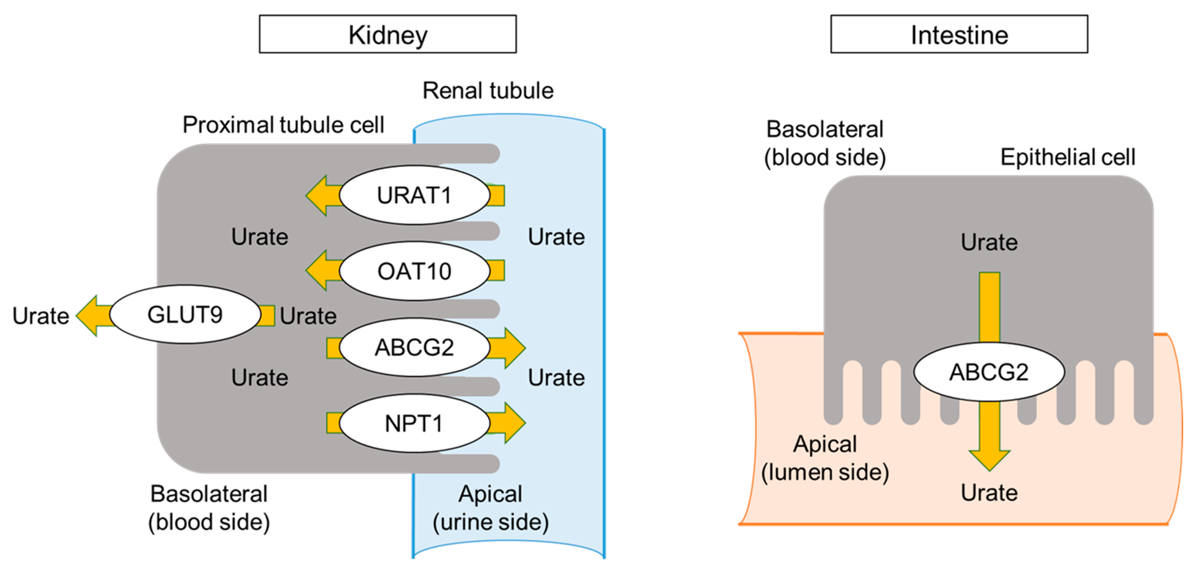 Biomedicines 11 03169 g003