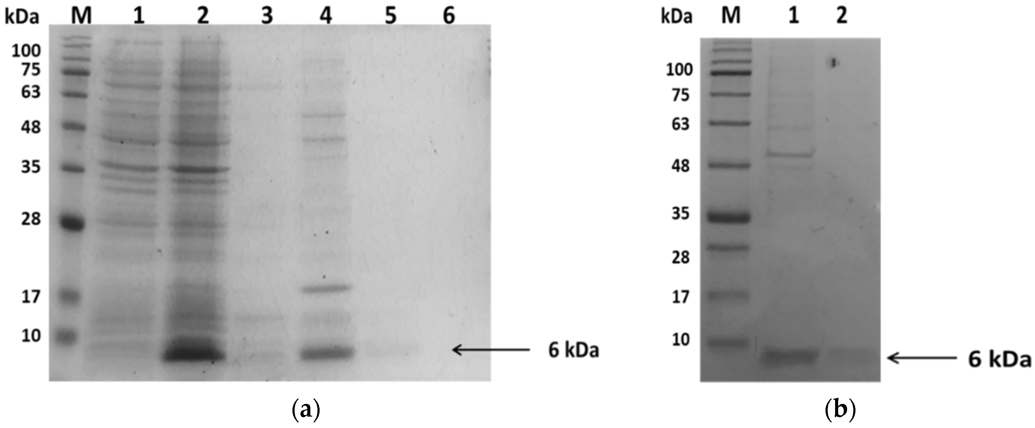 Biomedicines 11 03182 g001 Biomedicines 11 03182 g001