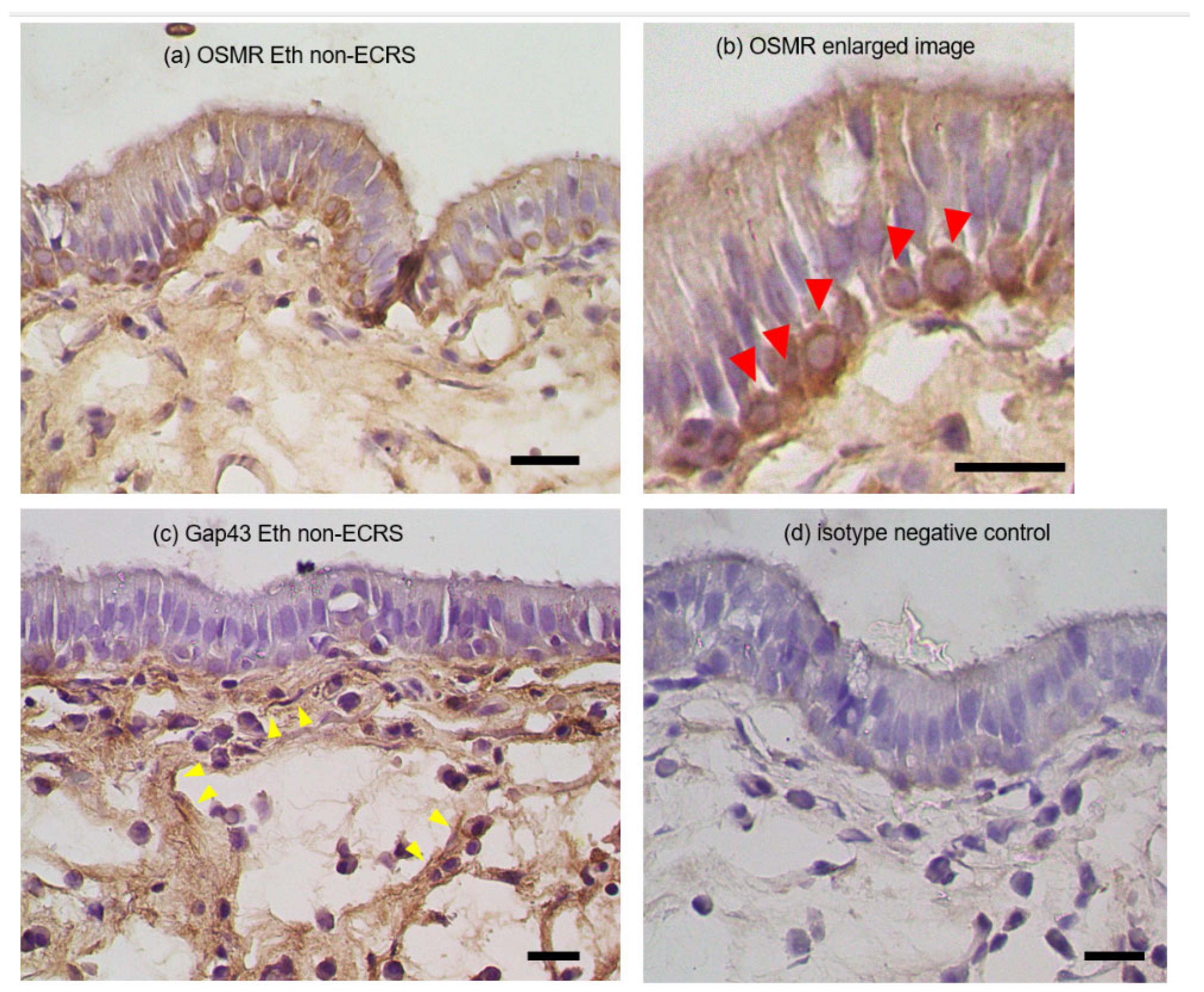 Biomedicines 11 03224 g004