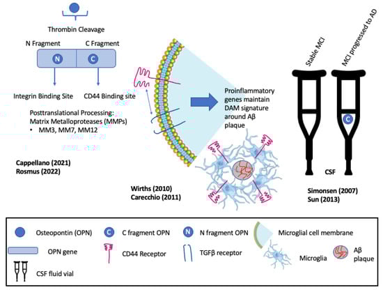 Biomedicines 11 03232 g002 Biomedicines 11 03232 g002