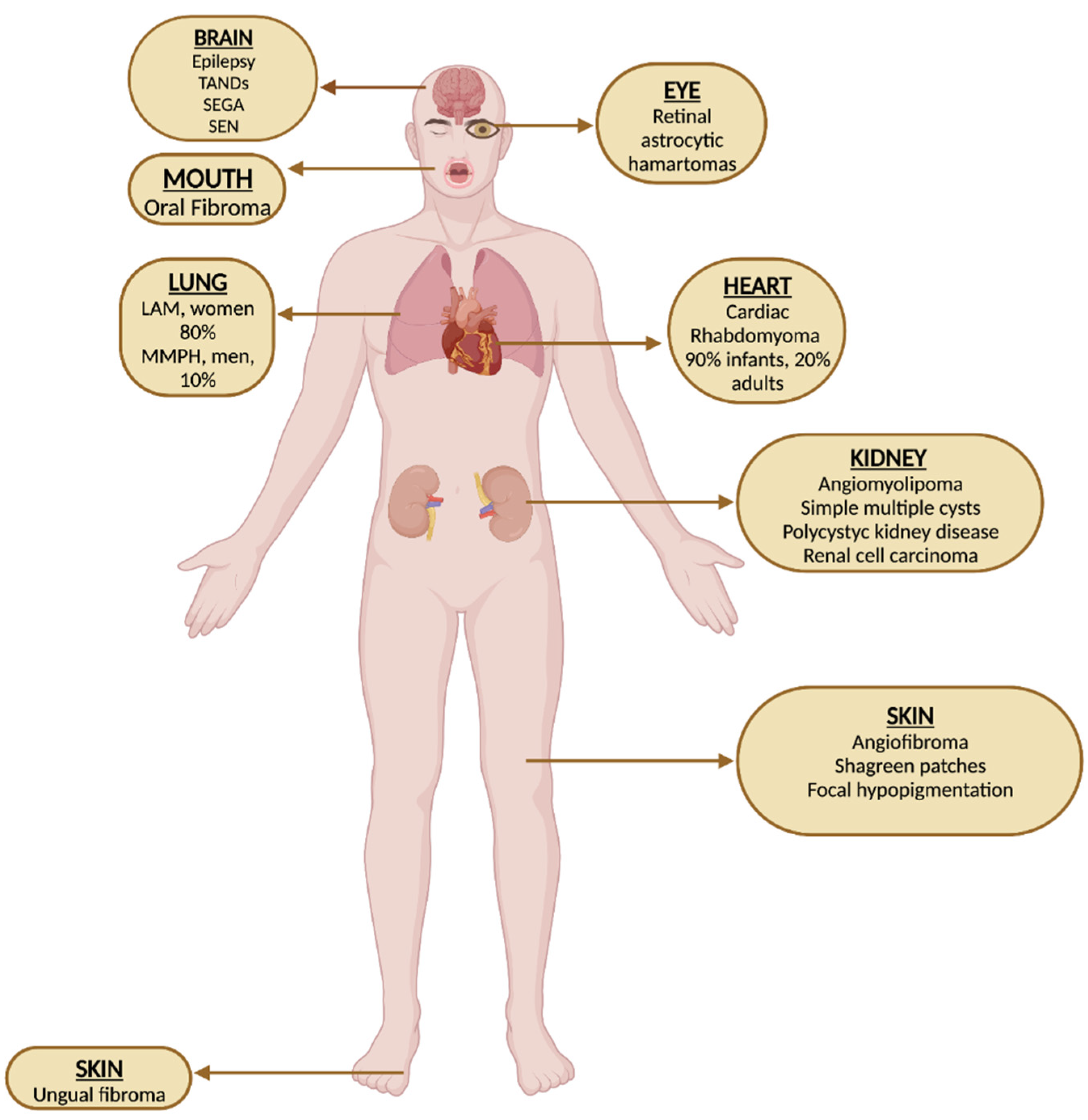 Biomedicines 11 03241 g001