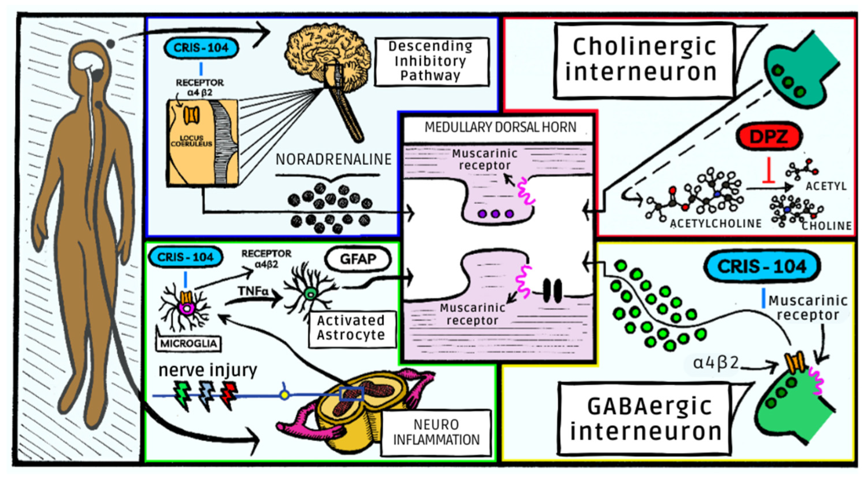 Biomedicines 11 03249 g004