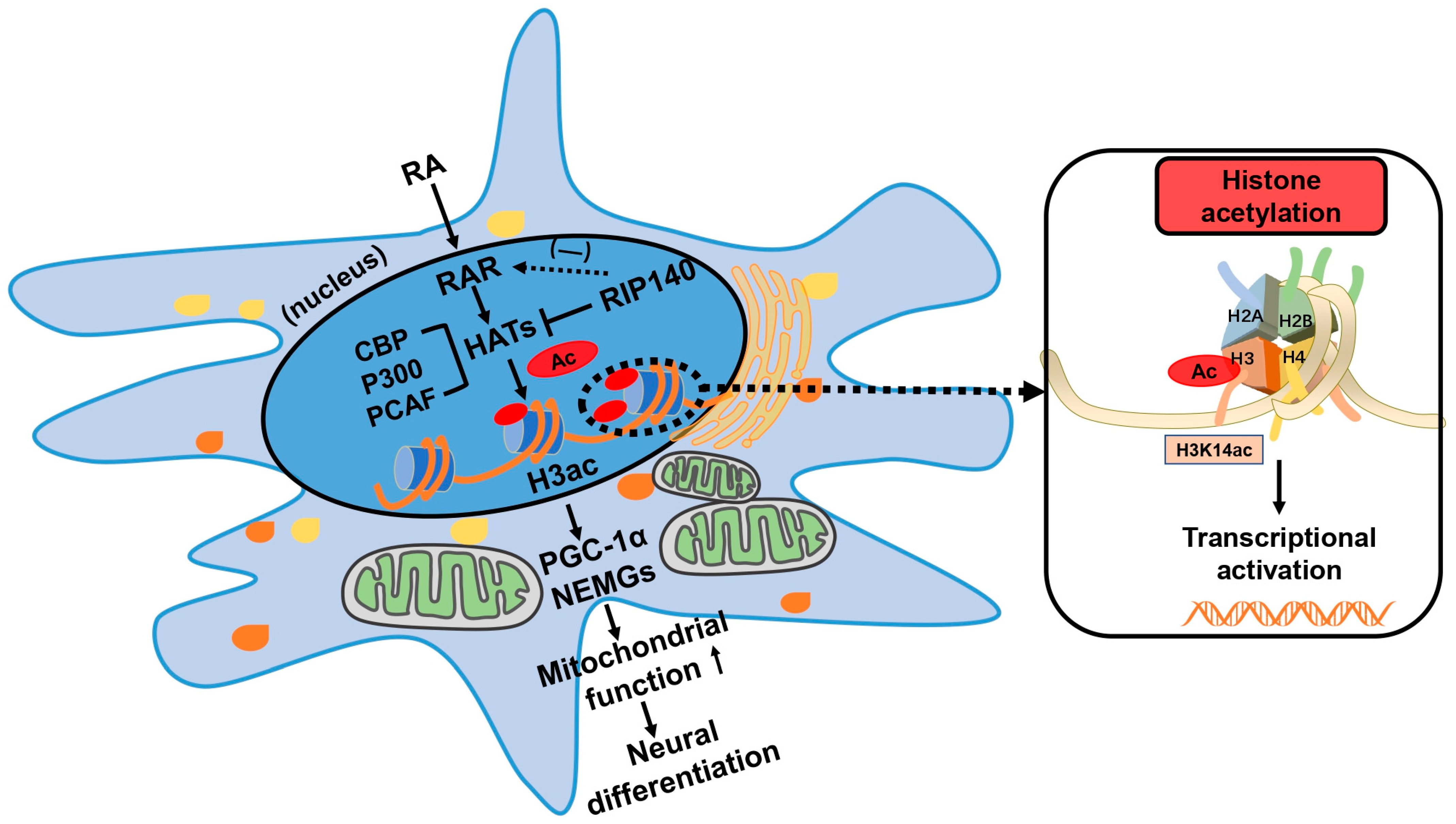 Biomedicines 11 03251 g010