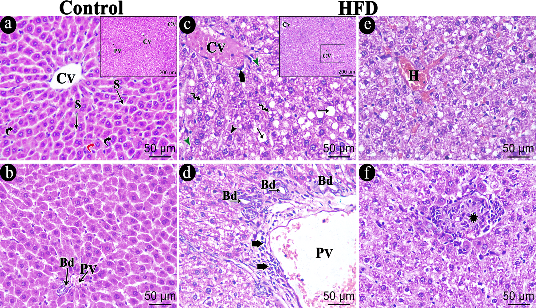 Biomedicines 11 03255 g007