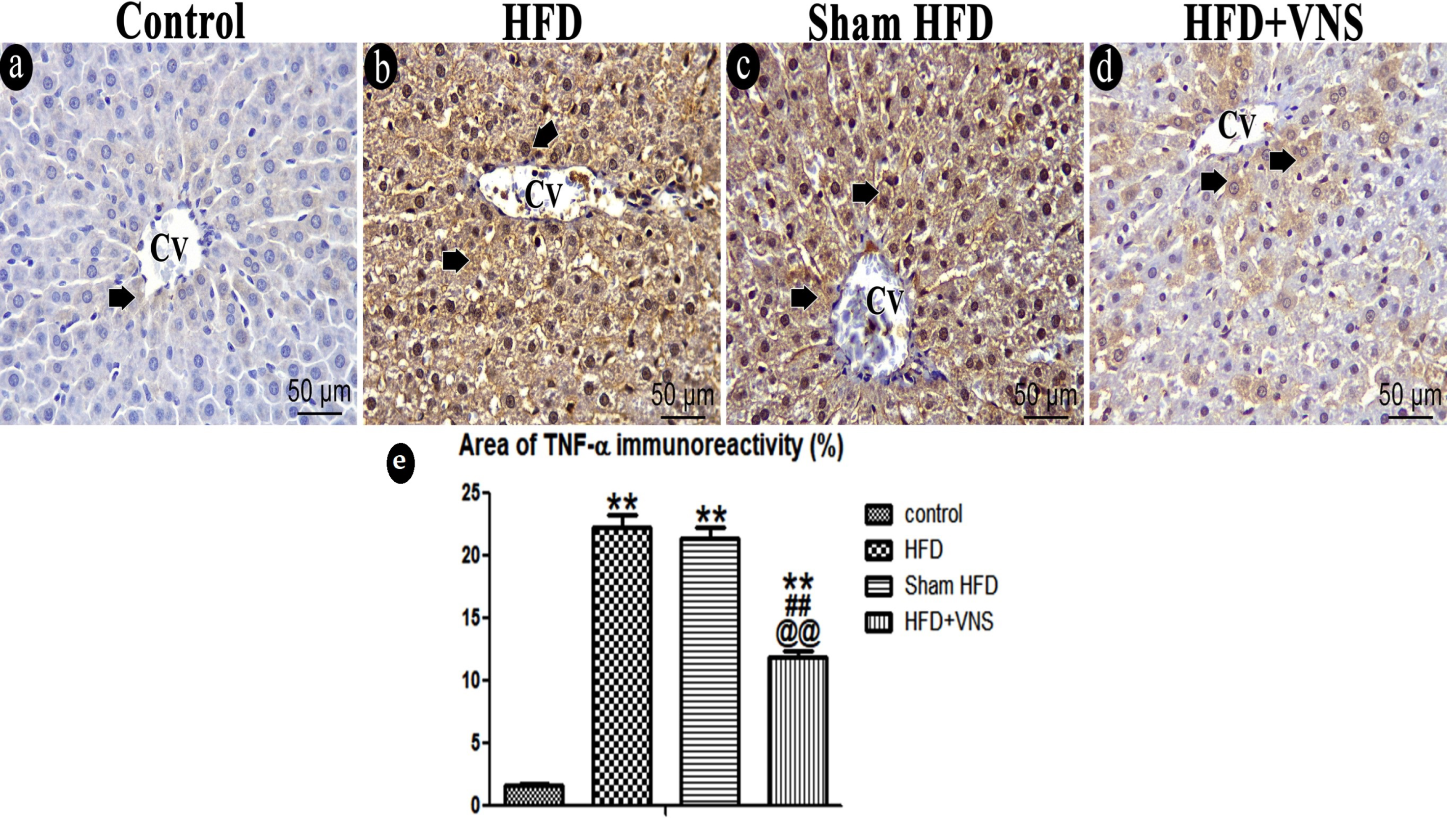 Biomedicines 11 03255 g011