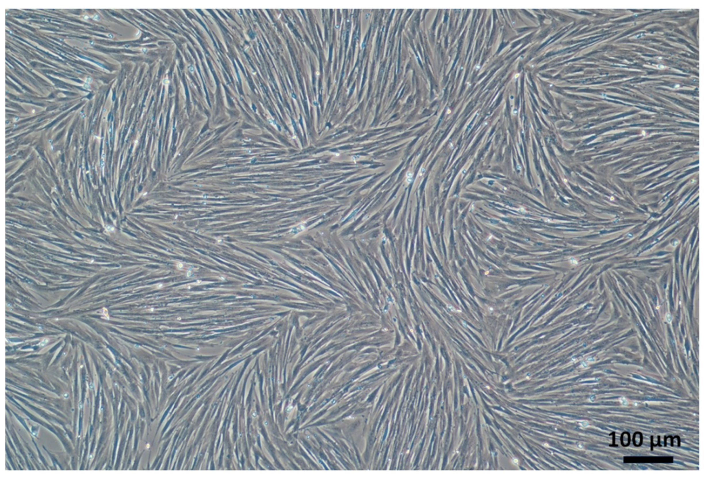 Biomedicines 11 03307 g001