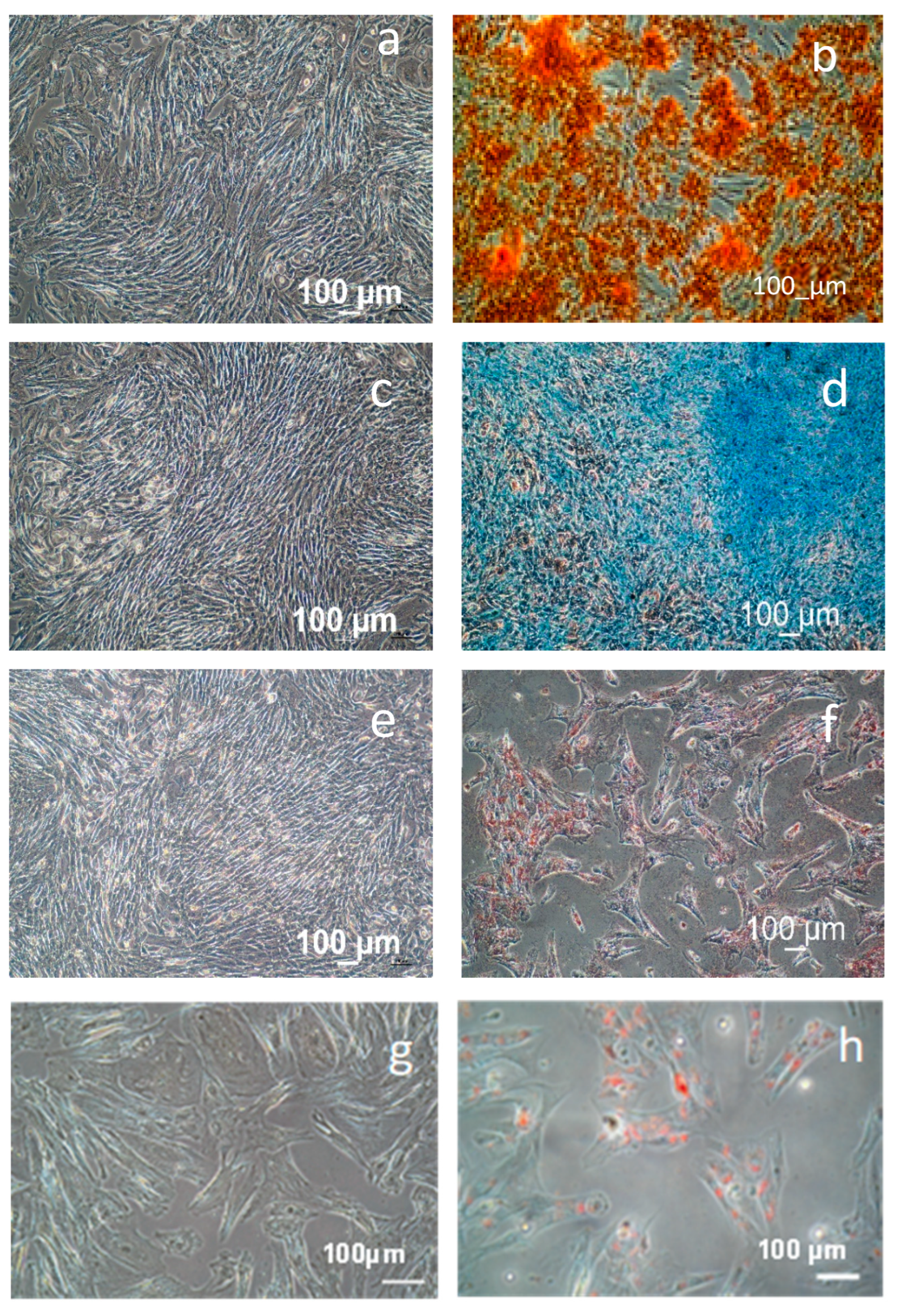 Biomedicines 11 03307 g002