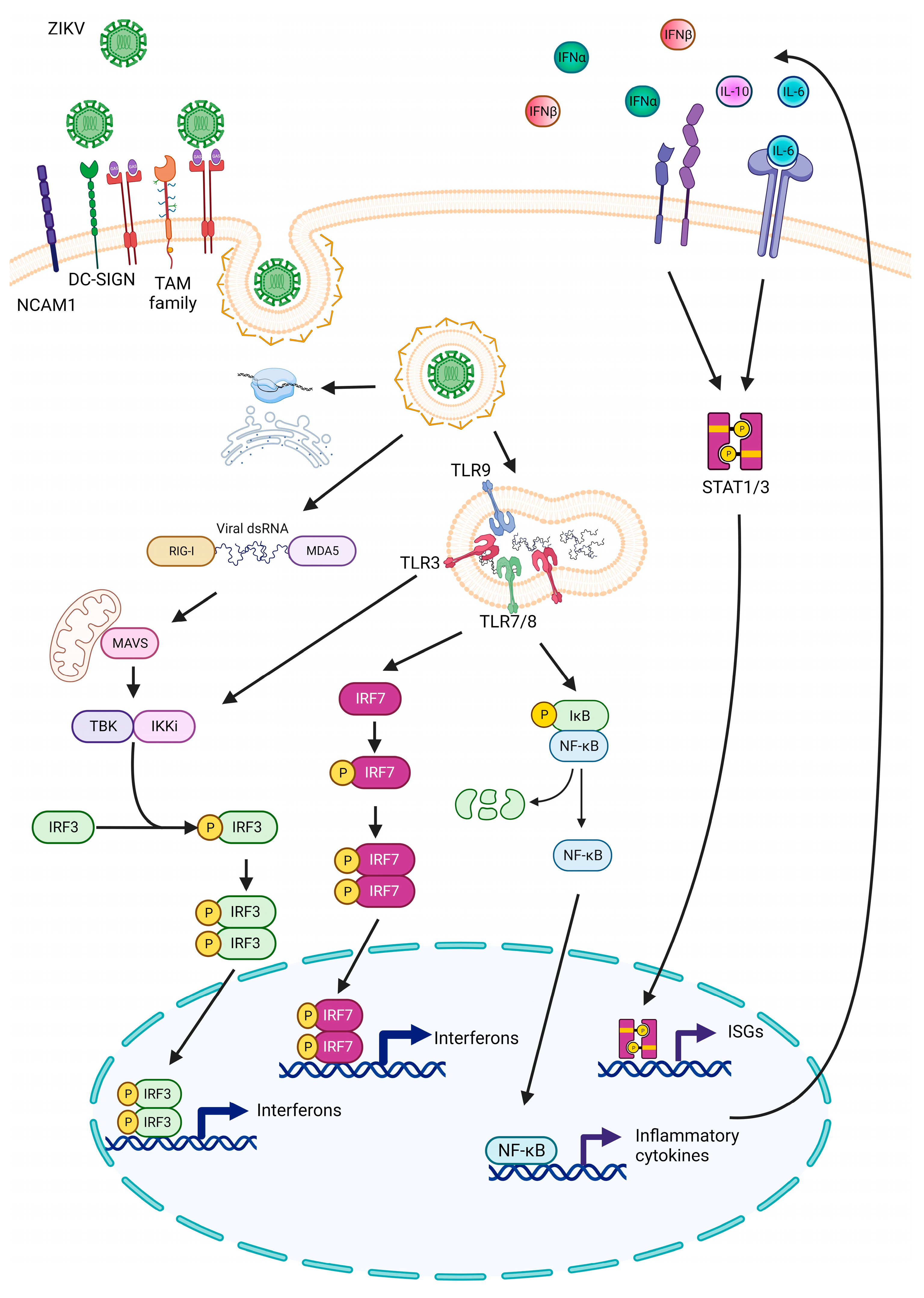 Biomedicines 11 03316 g001