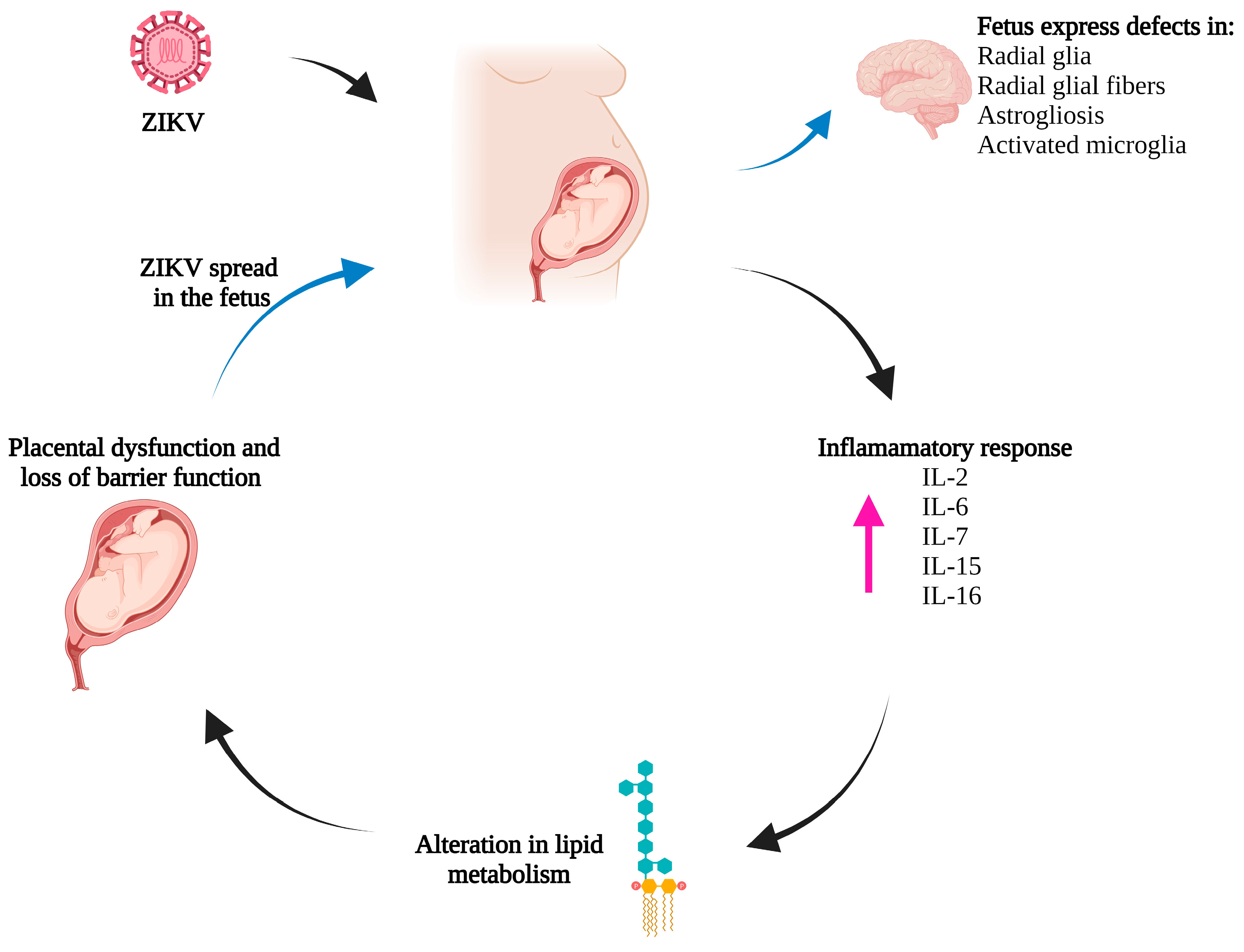 Biomedicines 11 03316 g002