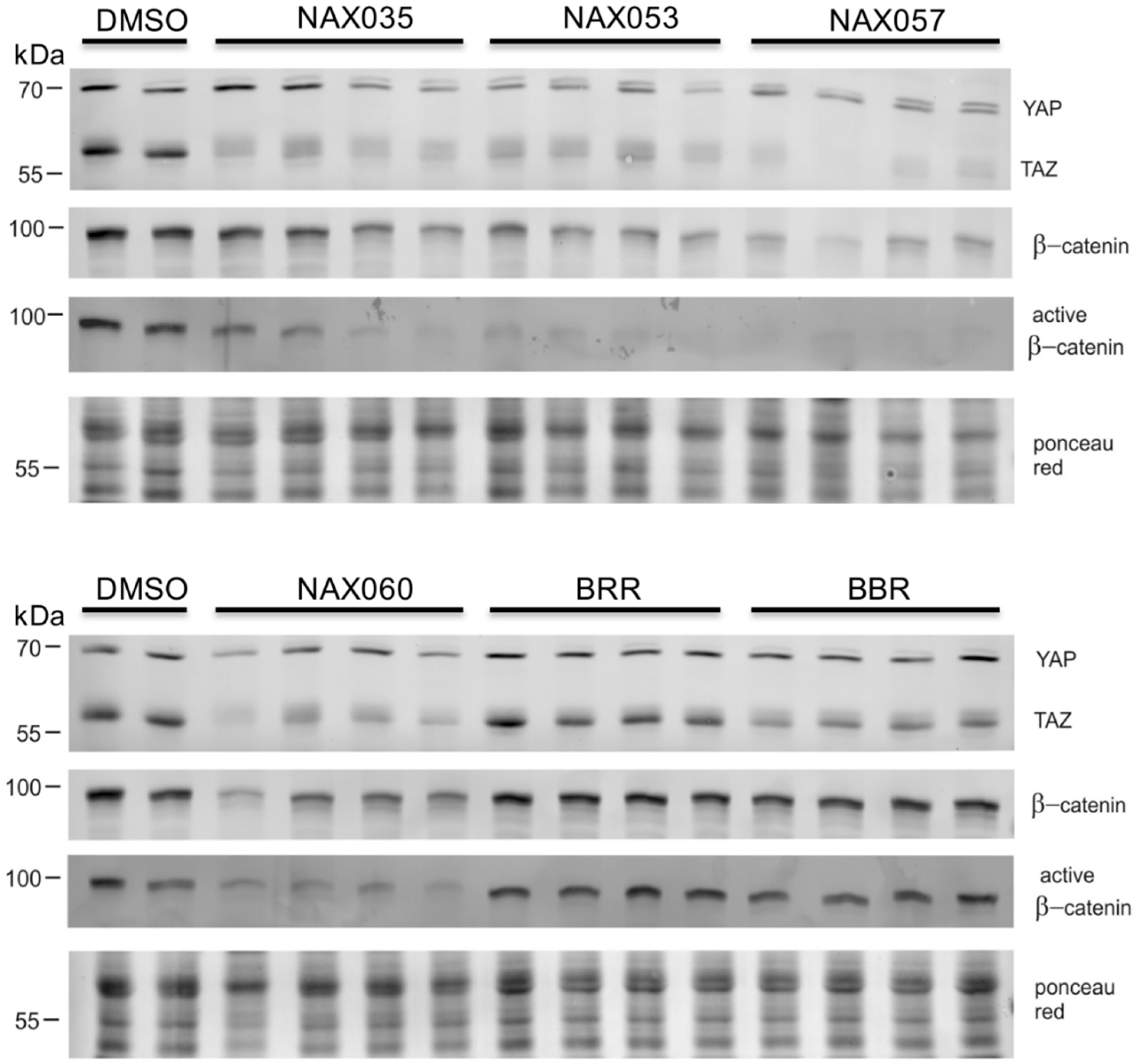 Biomedicines 11 03317 g004