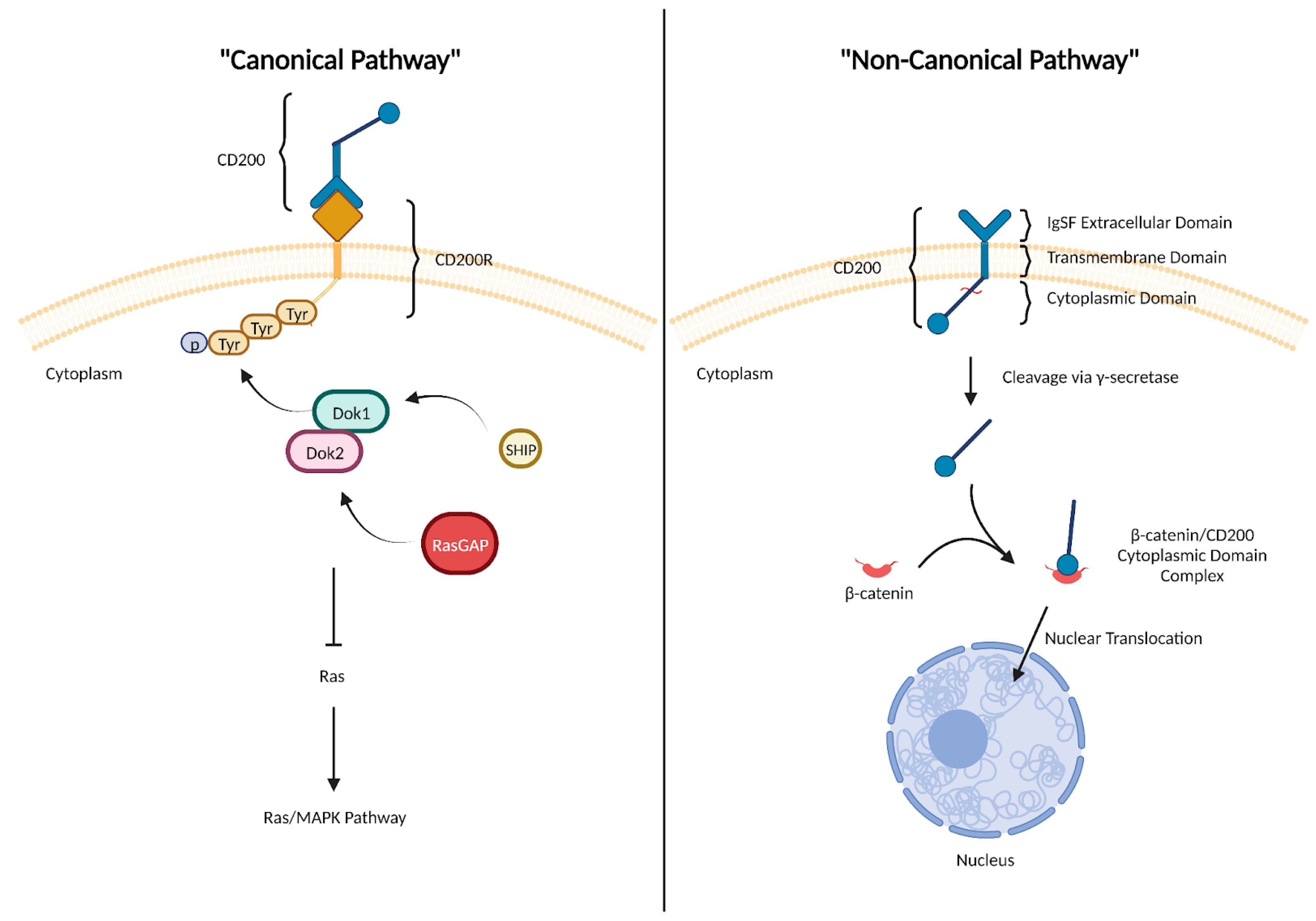 Biomedicines 11 03326 g001