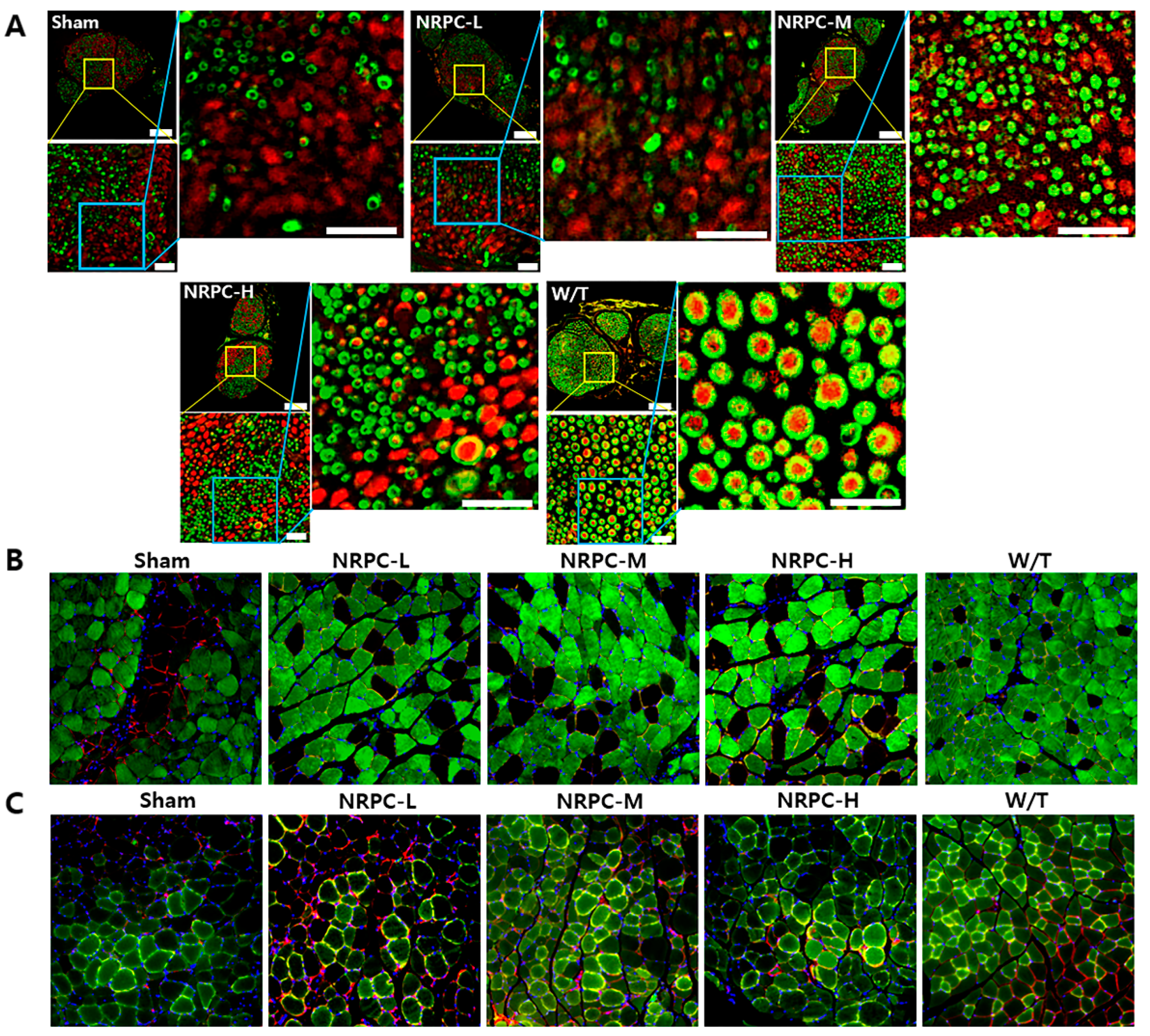 Biomedicines 11 03334 g003 Biomedicines 11 03334 g003
