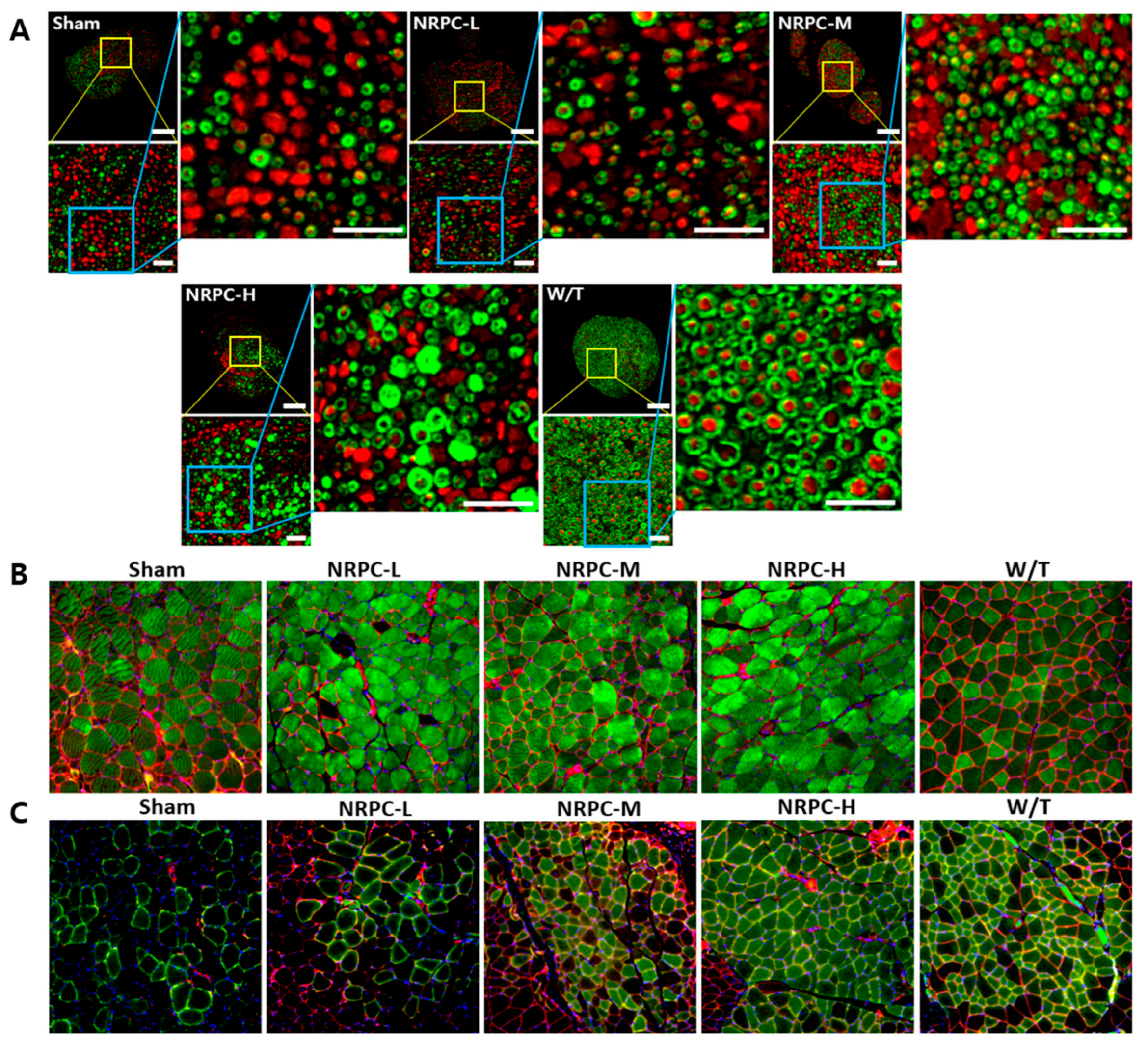 Biomedicines 11 03334 g006 Biomedicines 11 03334 g006