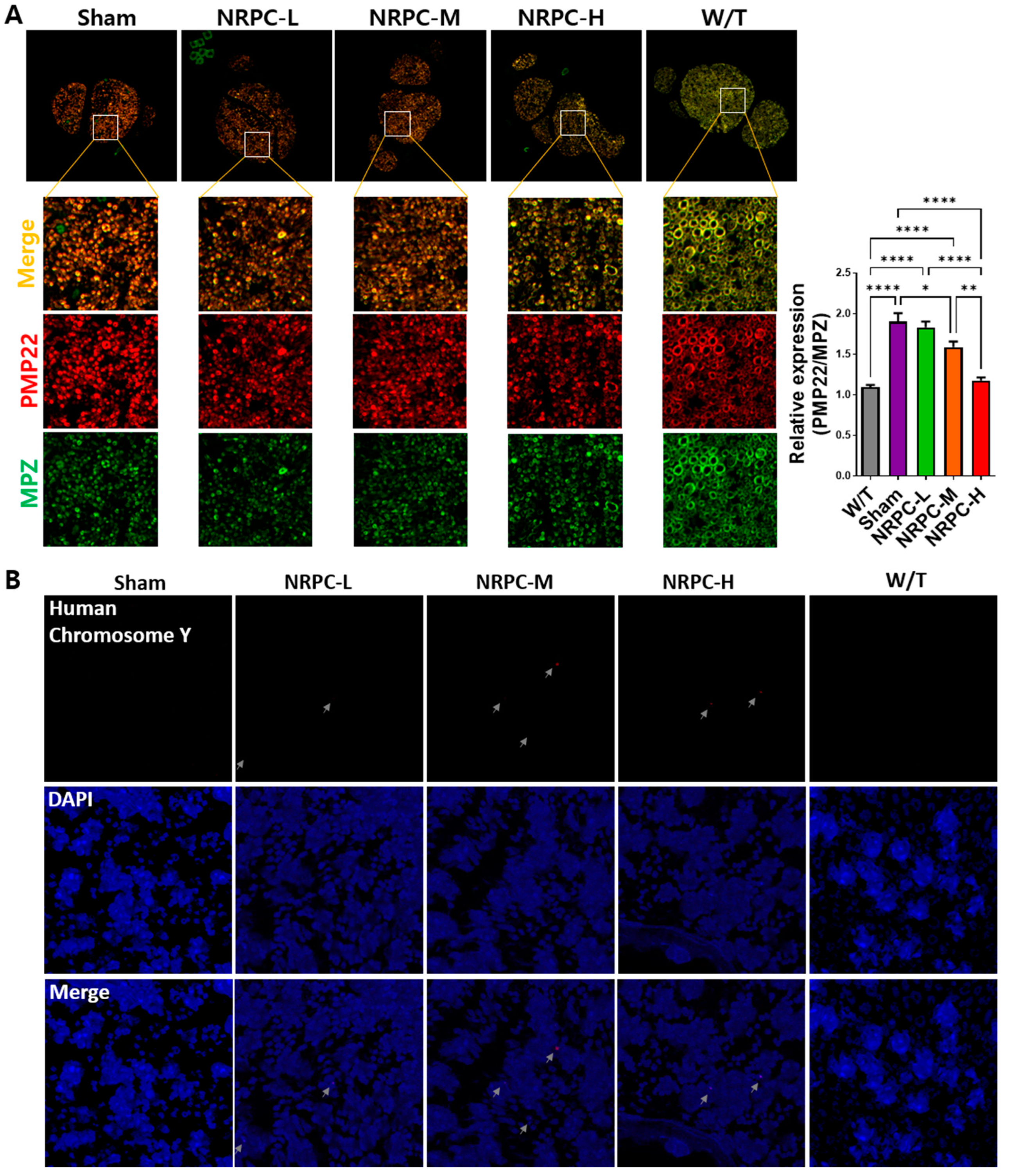 Biomedicines 11 03334 g007 Biomedicines 11 03334 g007