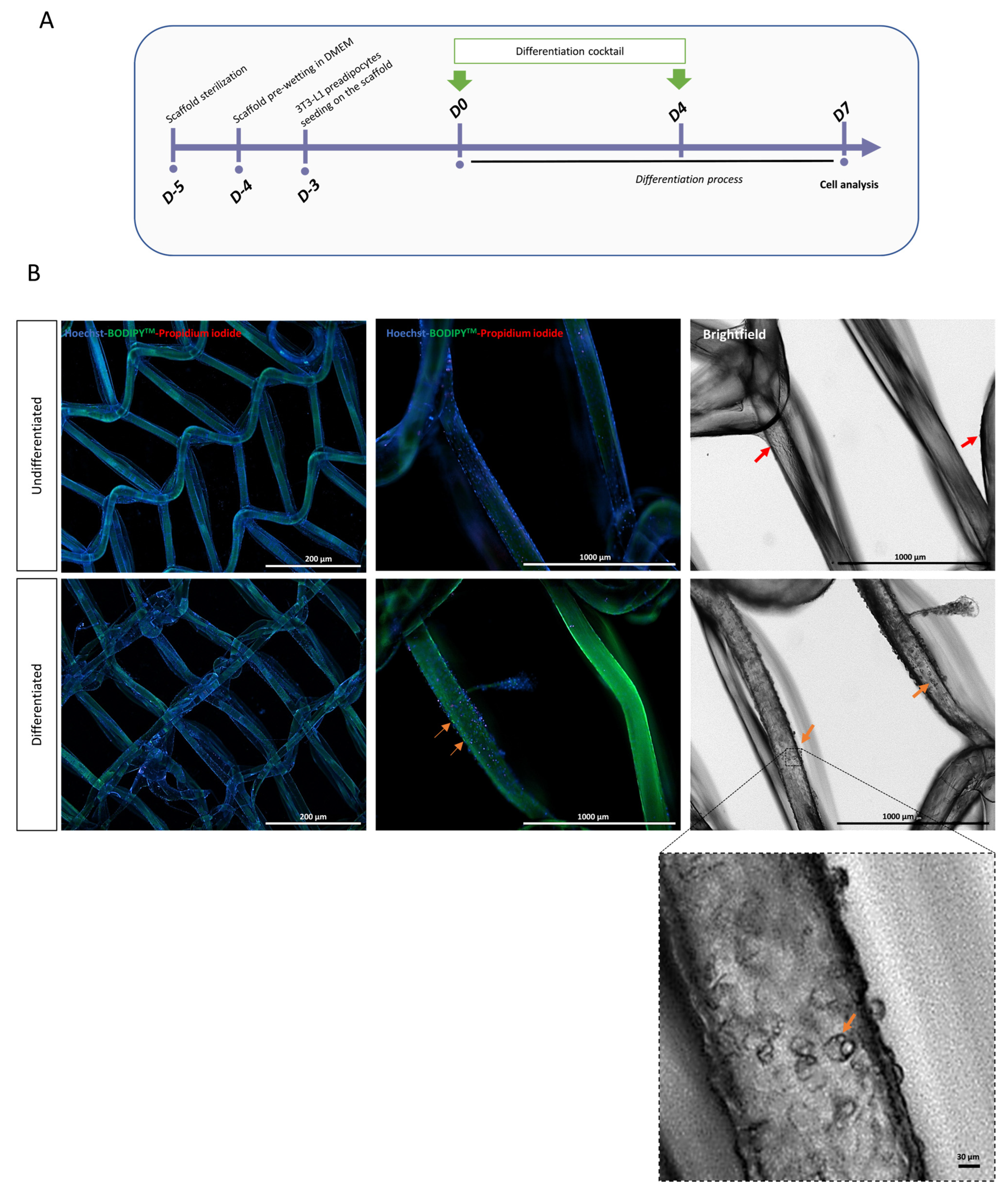 Biomedicines 11 03337 g005