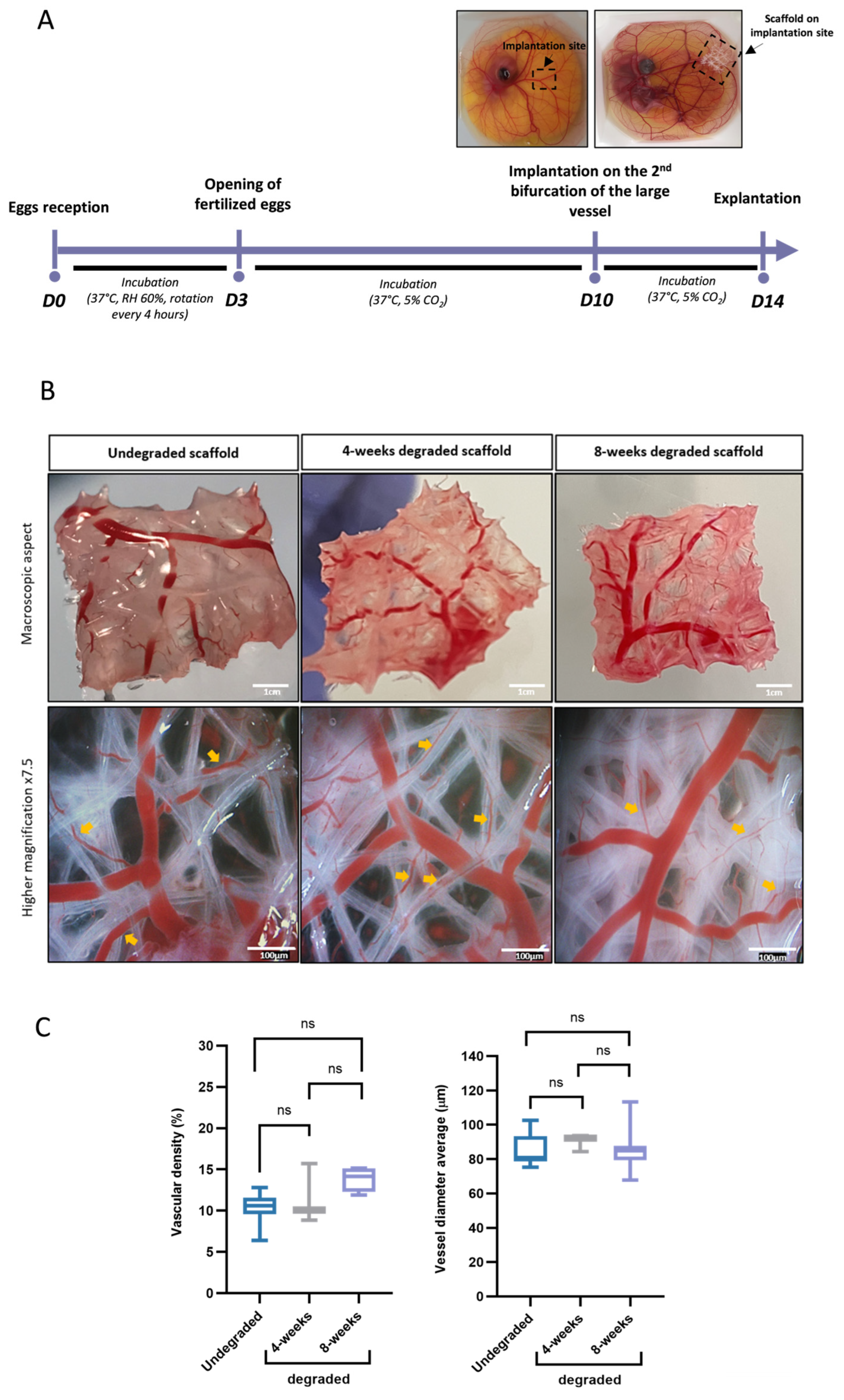 Biomedicines 11 03337 g006