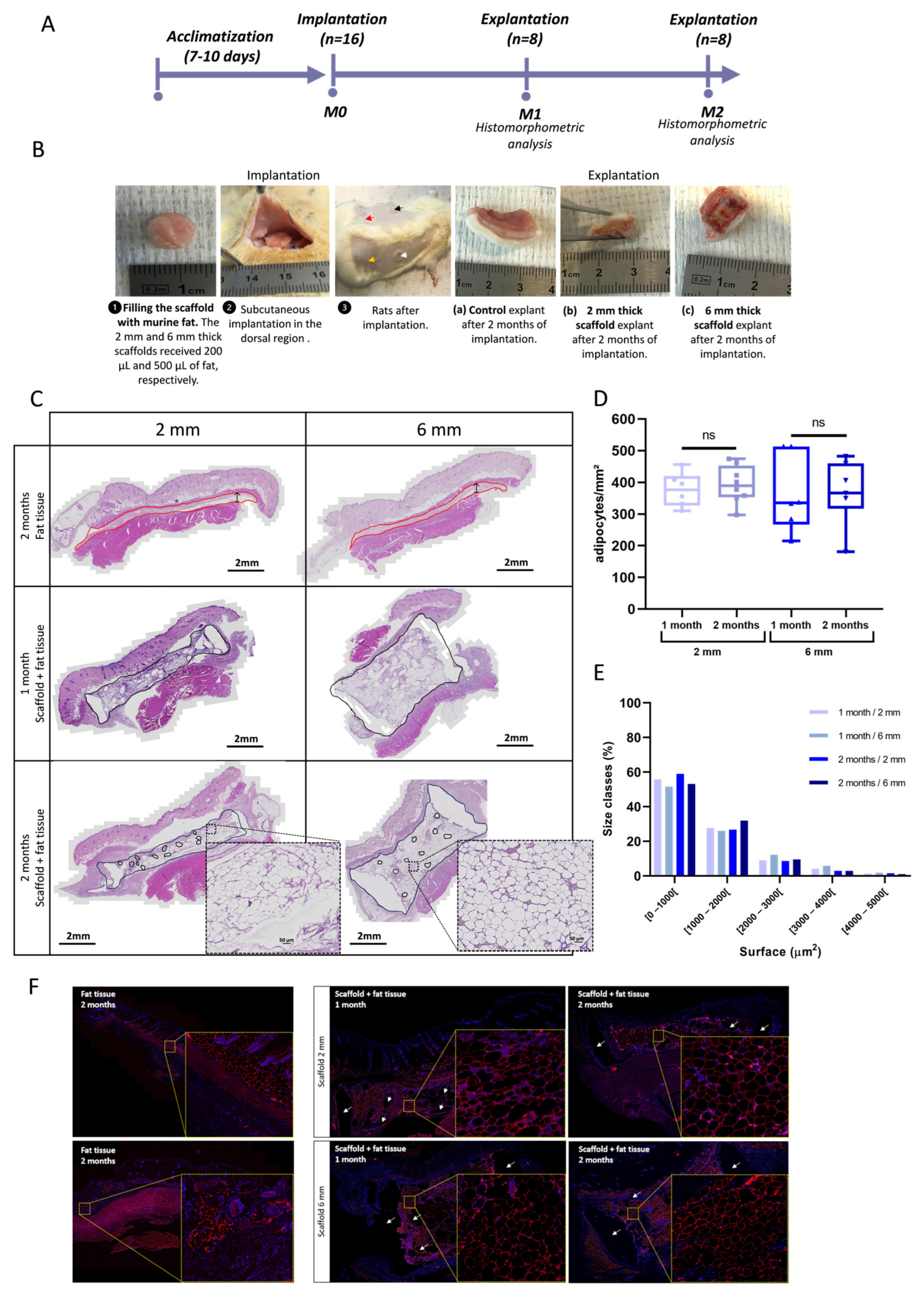 Biomedicines 11 03337 g007