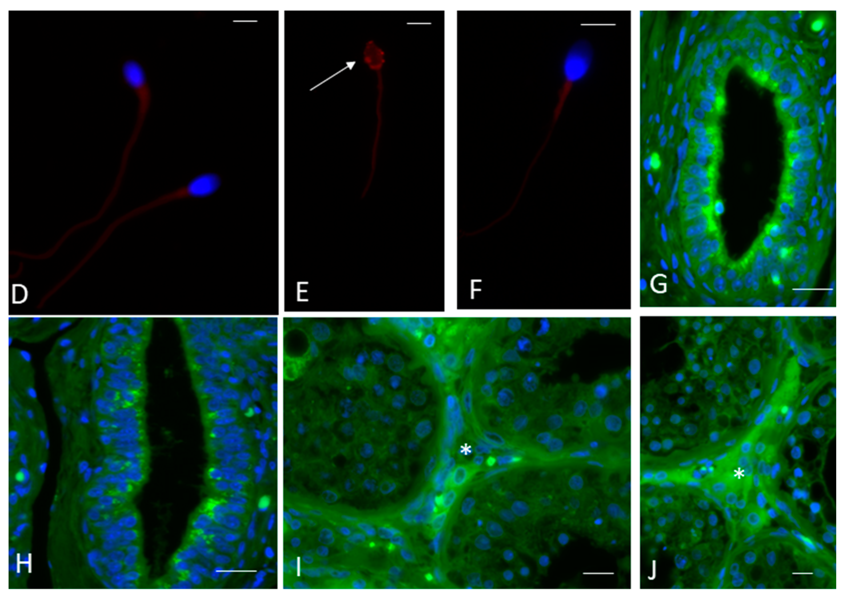 Biomedicines 11 03345 g002b Biomedicines 11 03345 g002b