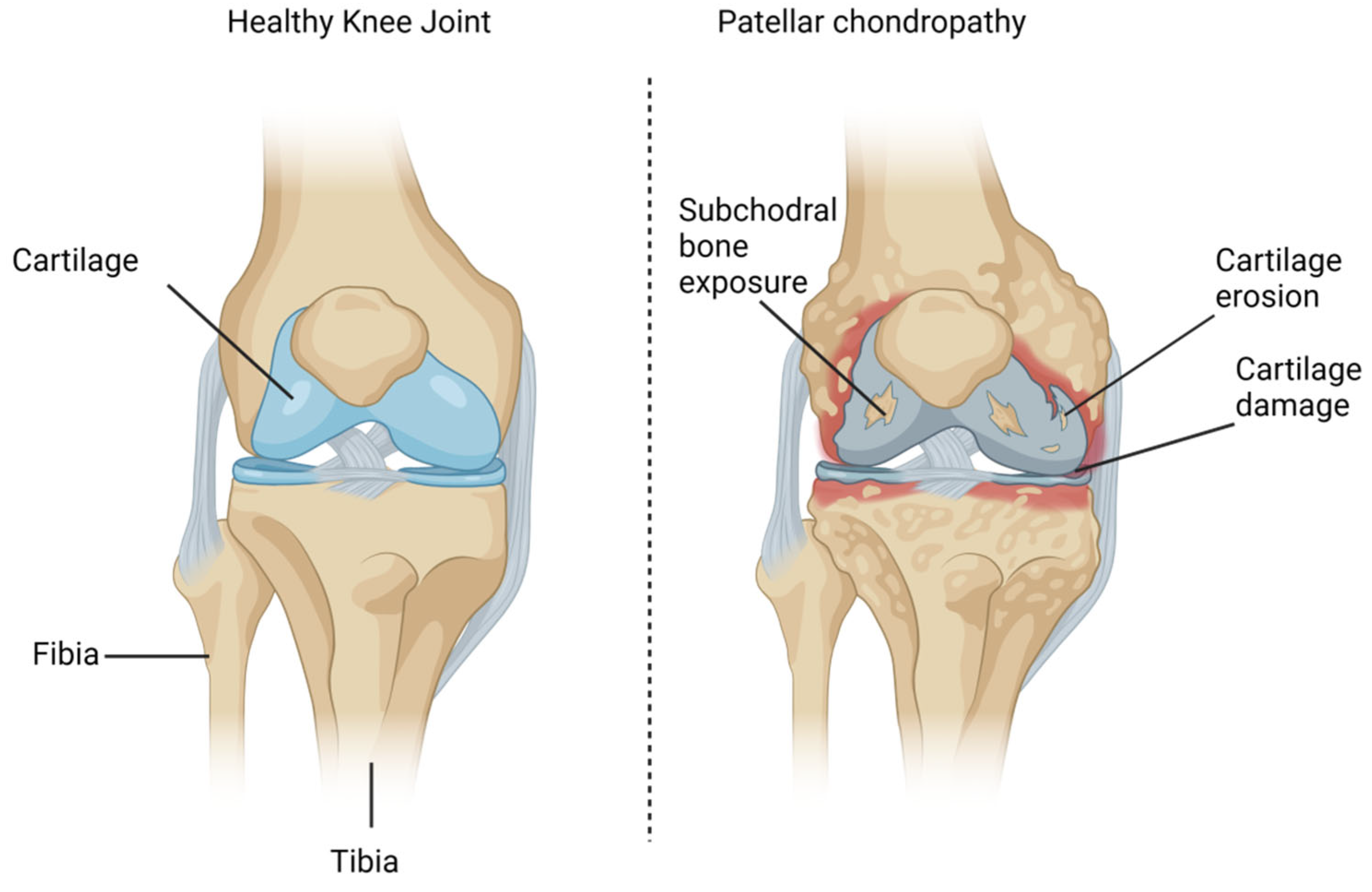 Biomedicines 12 00006 g001