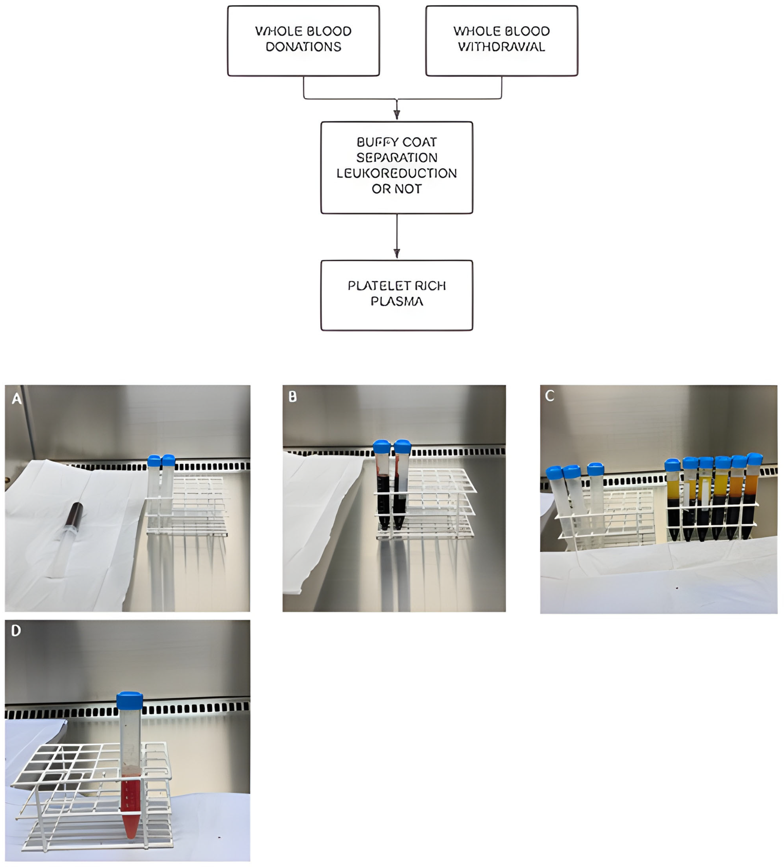 Biomedicines 12 00006 g002