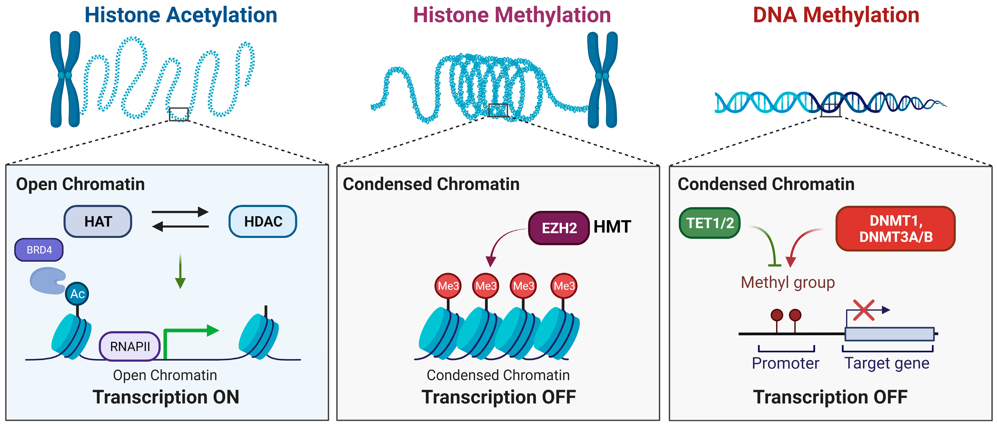 Biomedicines 12 00010 g001 Biomedicines 12 00010 g001