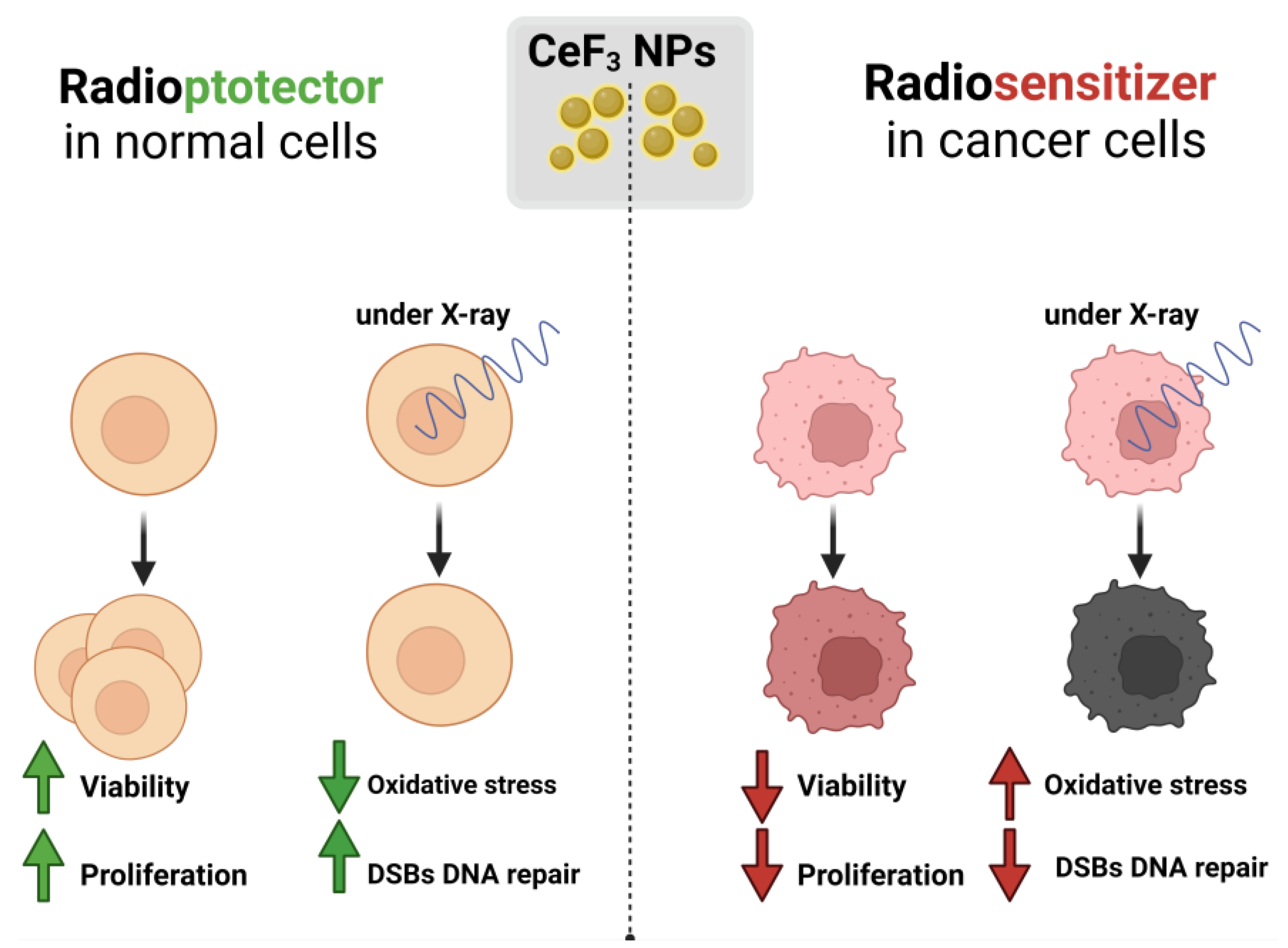 Biomedicines 12 00011 g006 Biomedicines 12 00011 g006