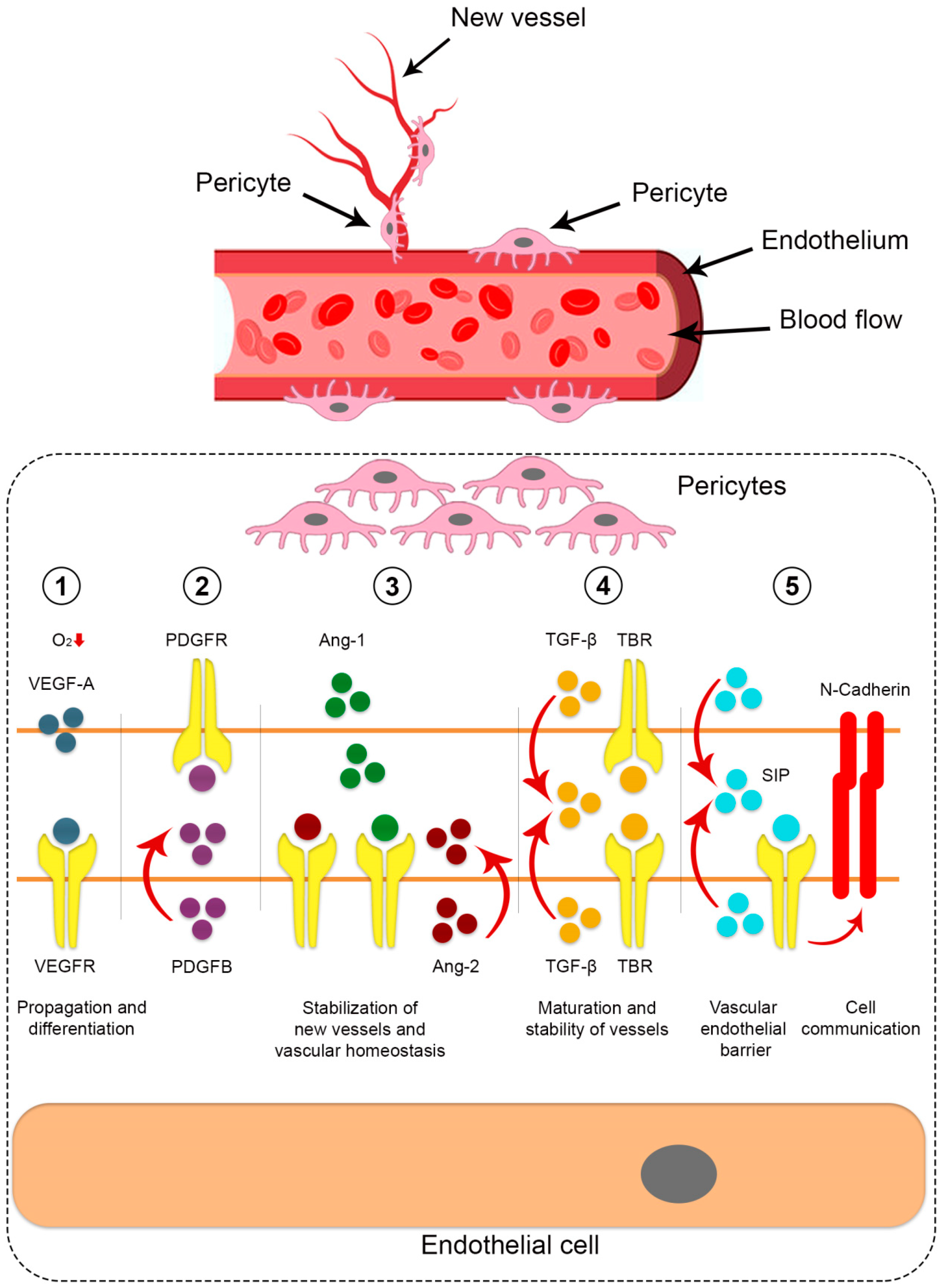 Biomedicines 12 00021 g001 Biomedicines 12 00021 g001
