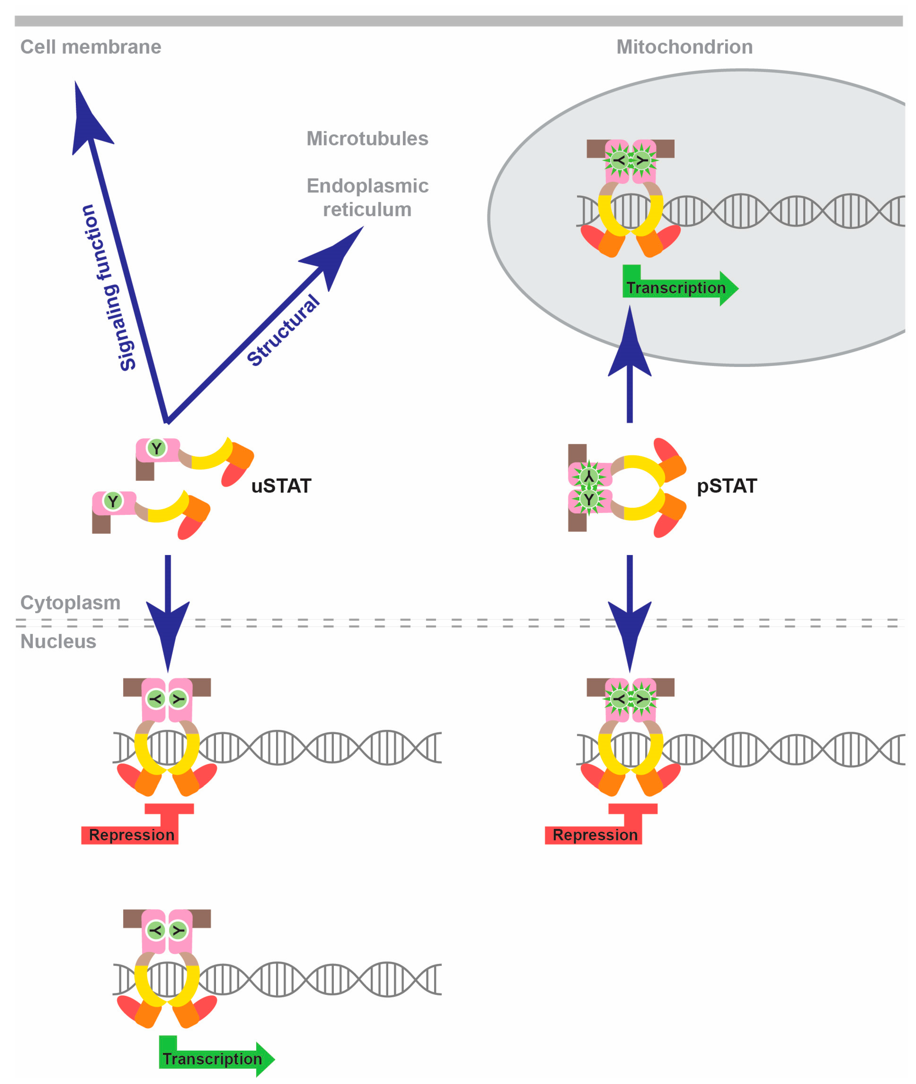 Biomedicines 12 00045 g002
