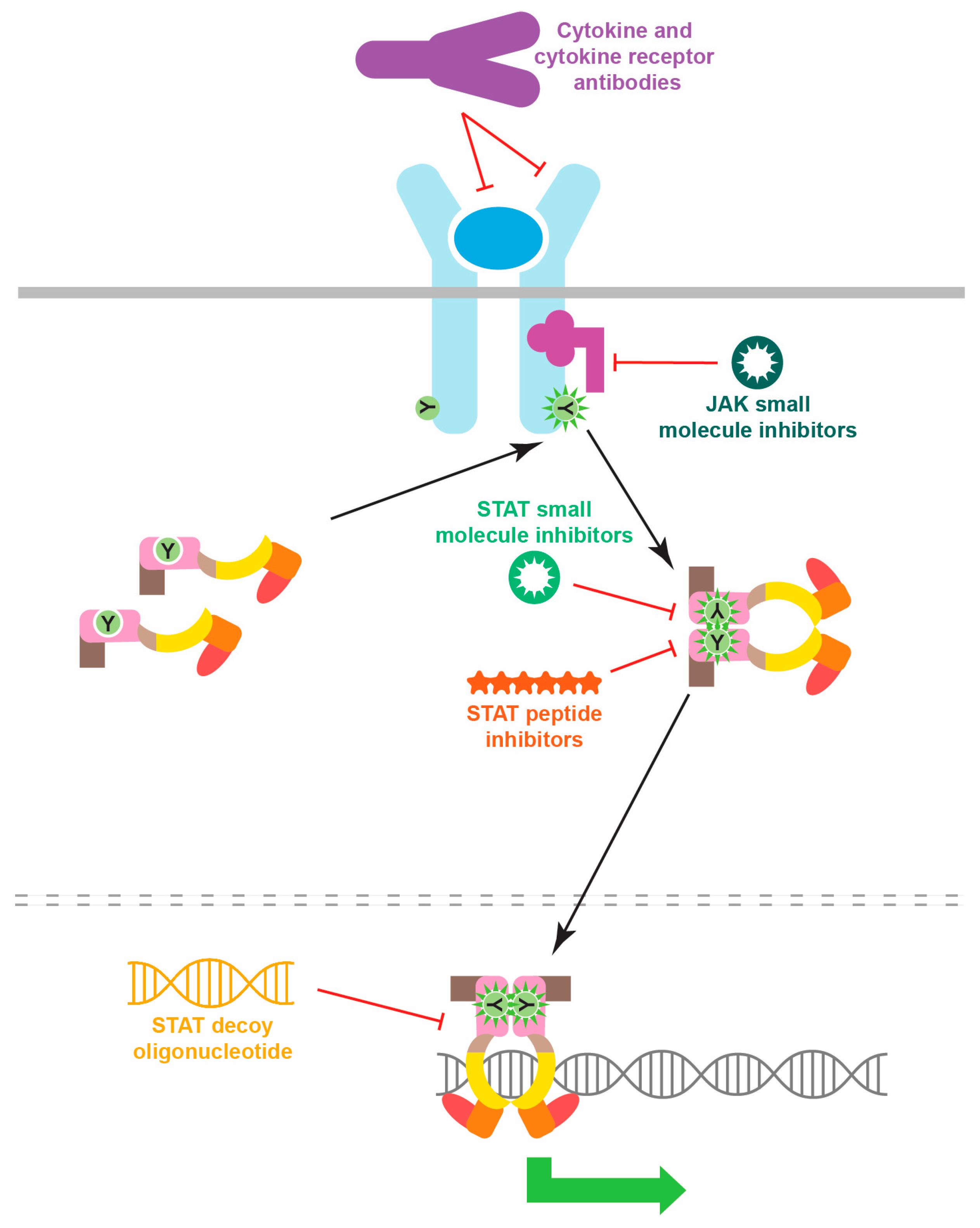 Biomedicines 12 00045 g004