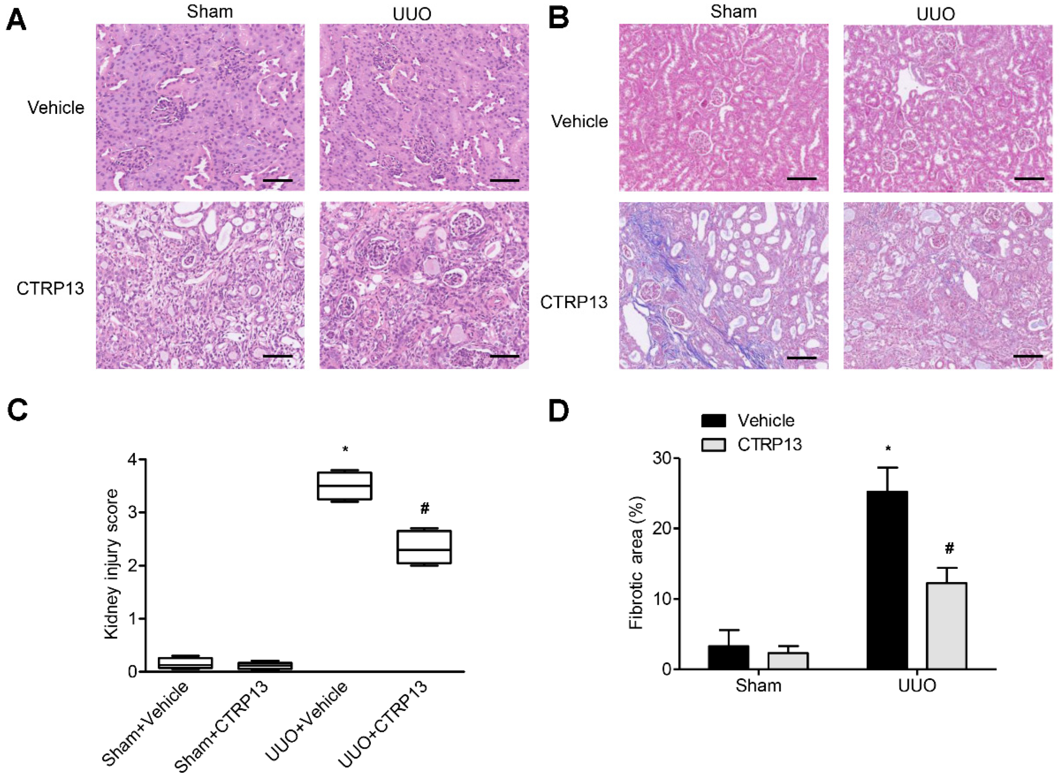 Biomedicines 12 00051 g003