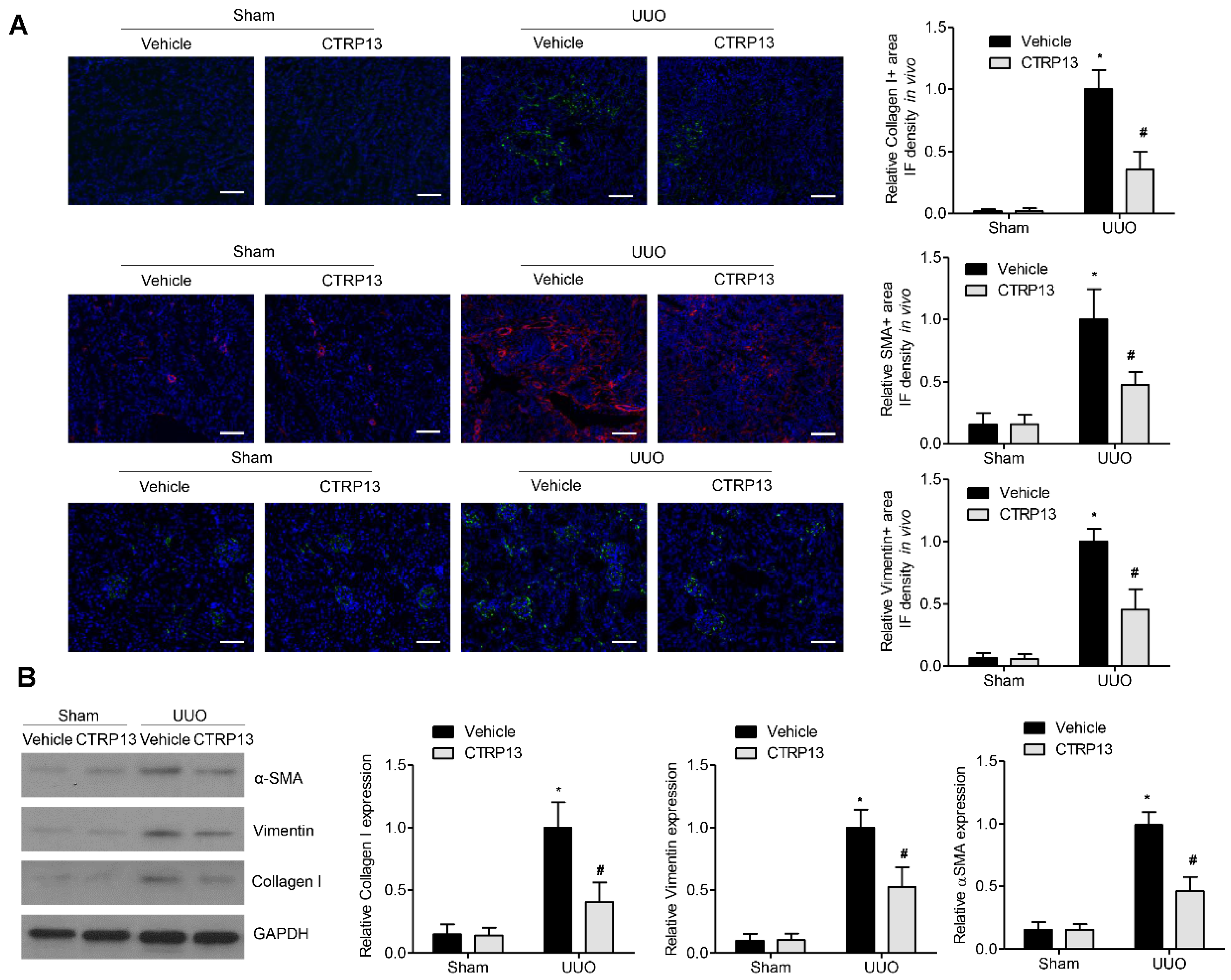 Biomedicines 12 00051 g004