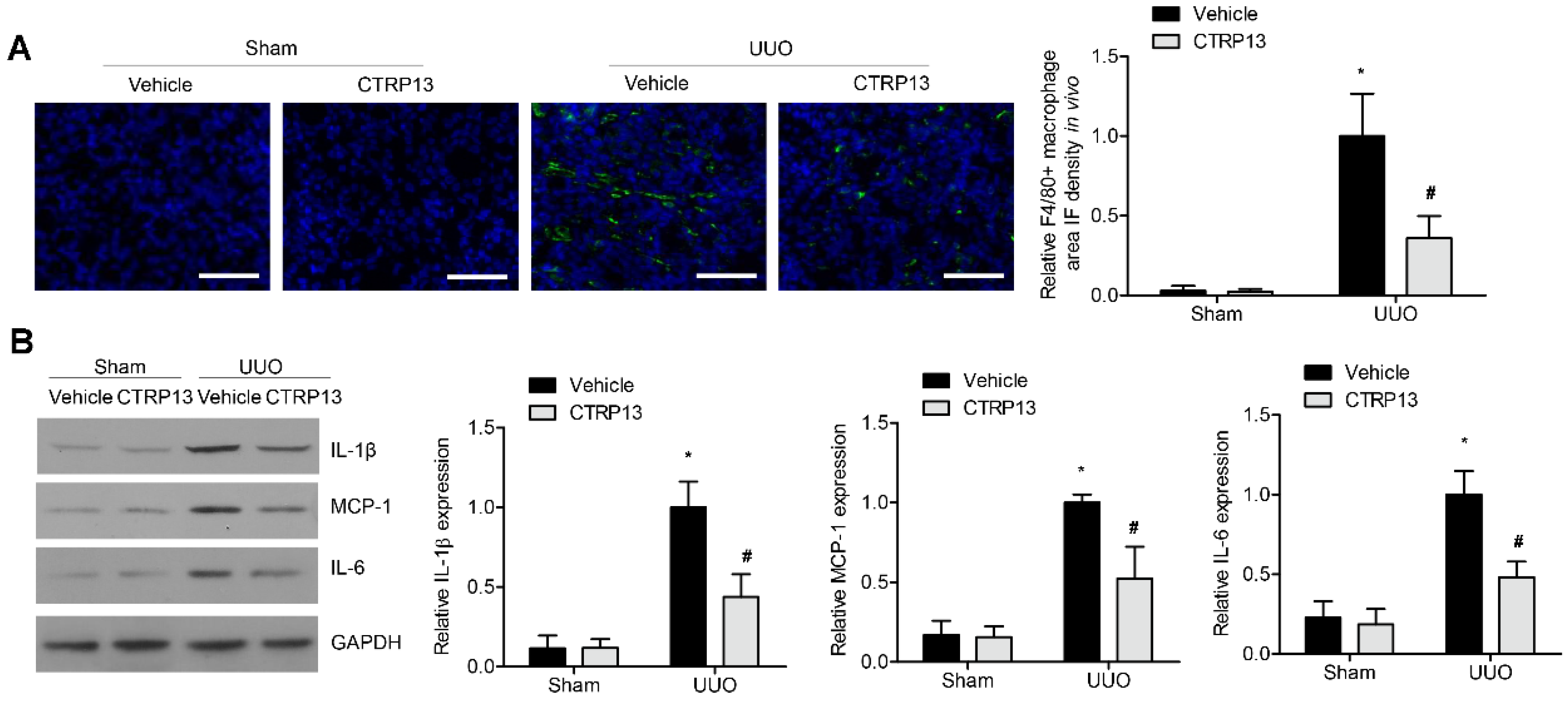 Biomedicines 12 00051 g006