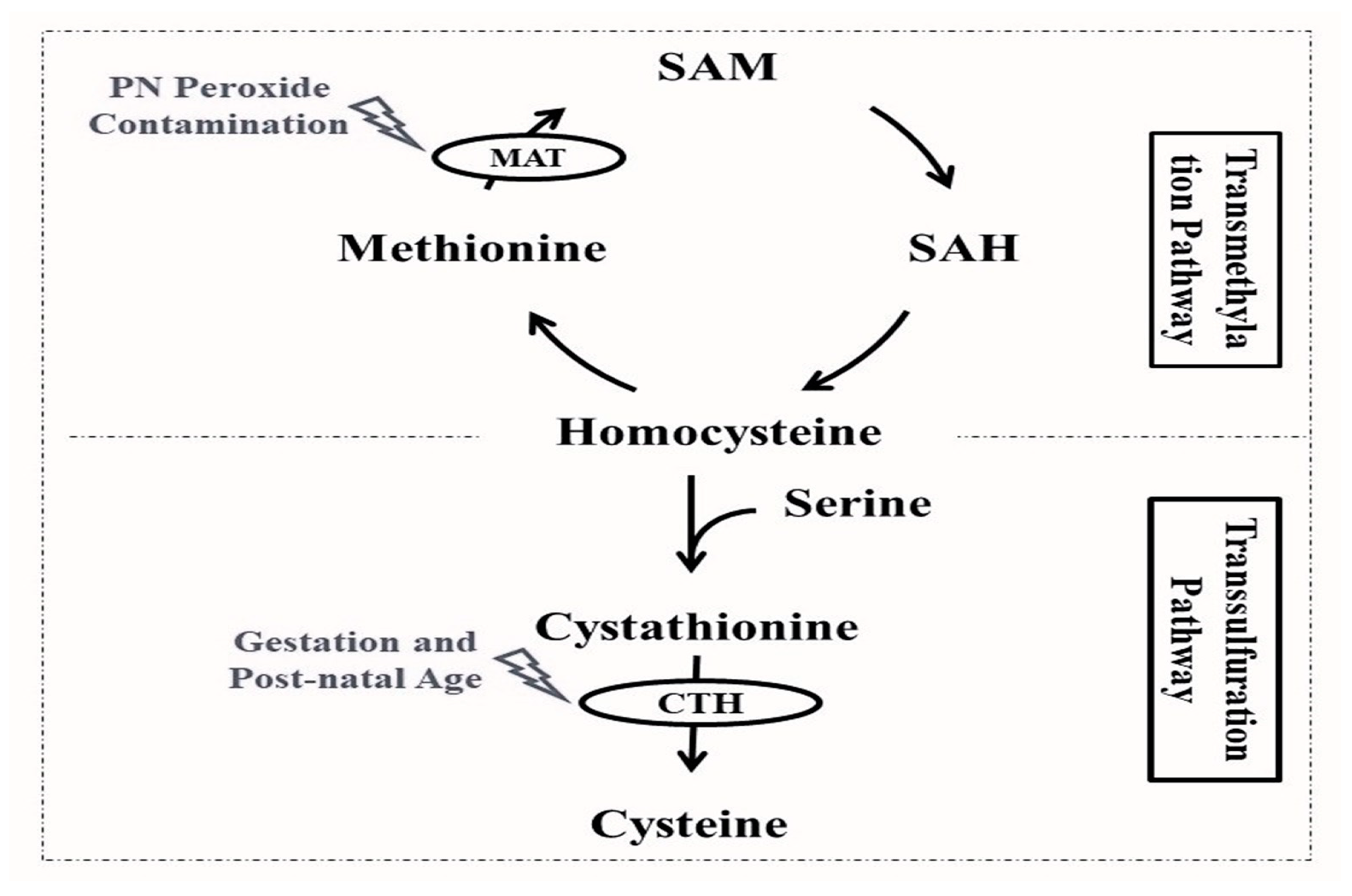 Biomedicines 12 00063 g001