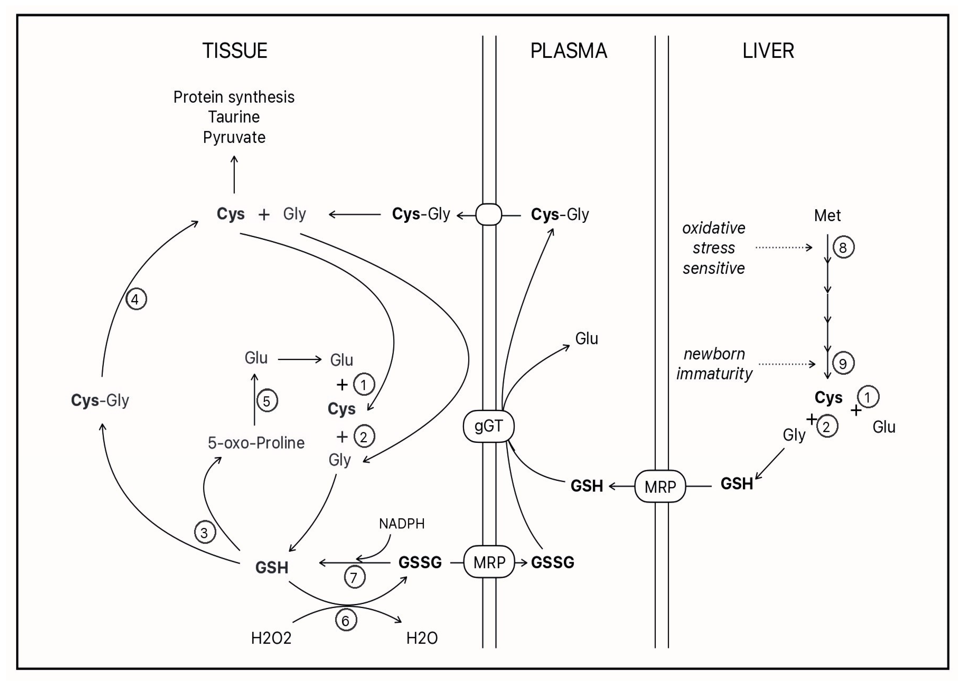 Biomedicines 12 00063 g002