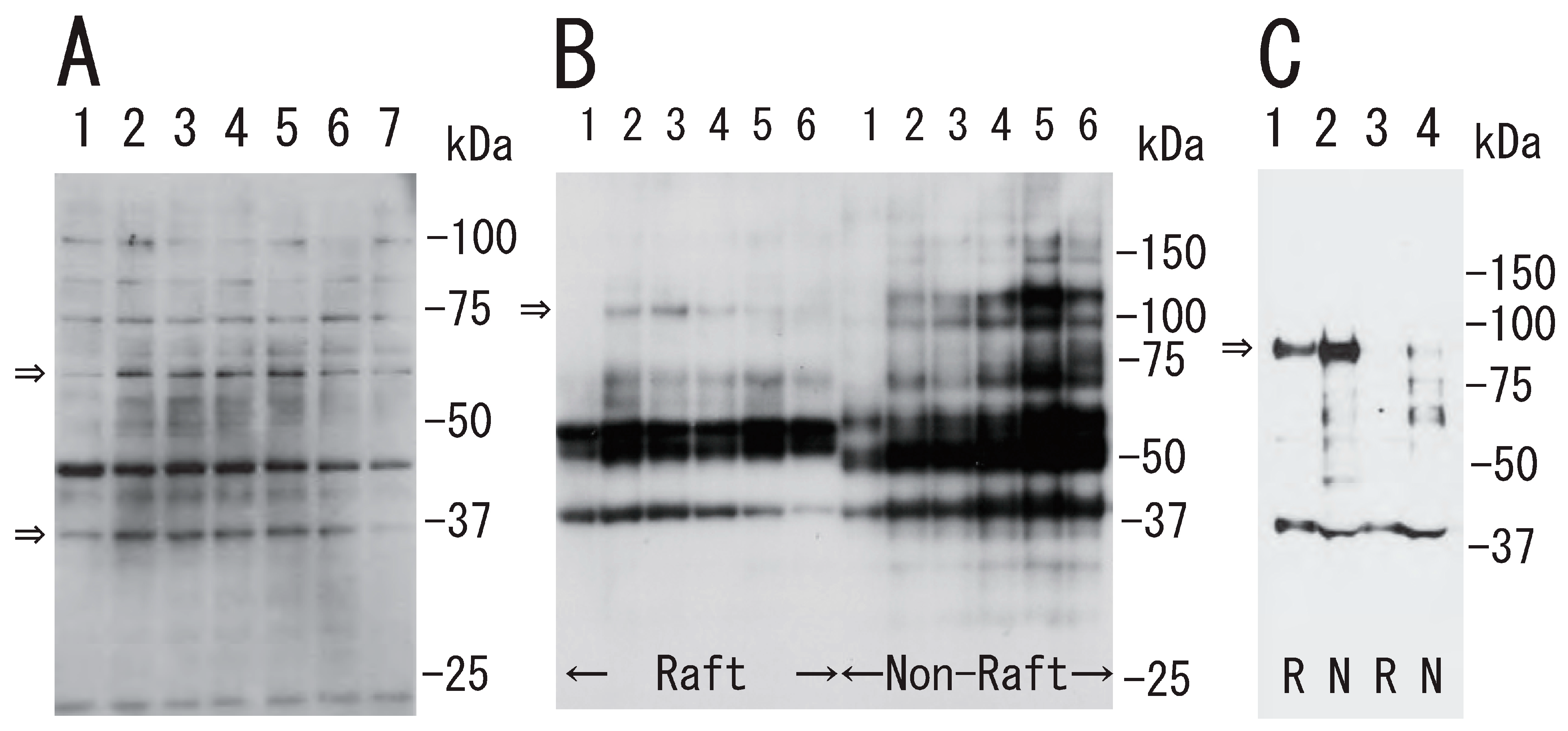 Biomedicines 12 00069 g003 Biomedicines 12 00069 g003