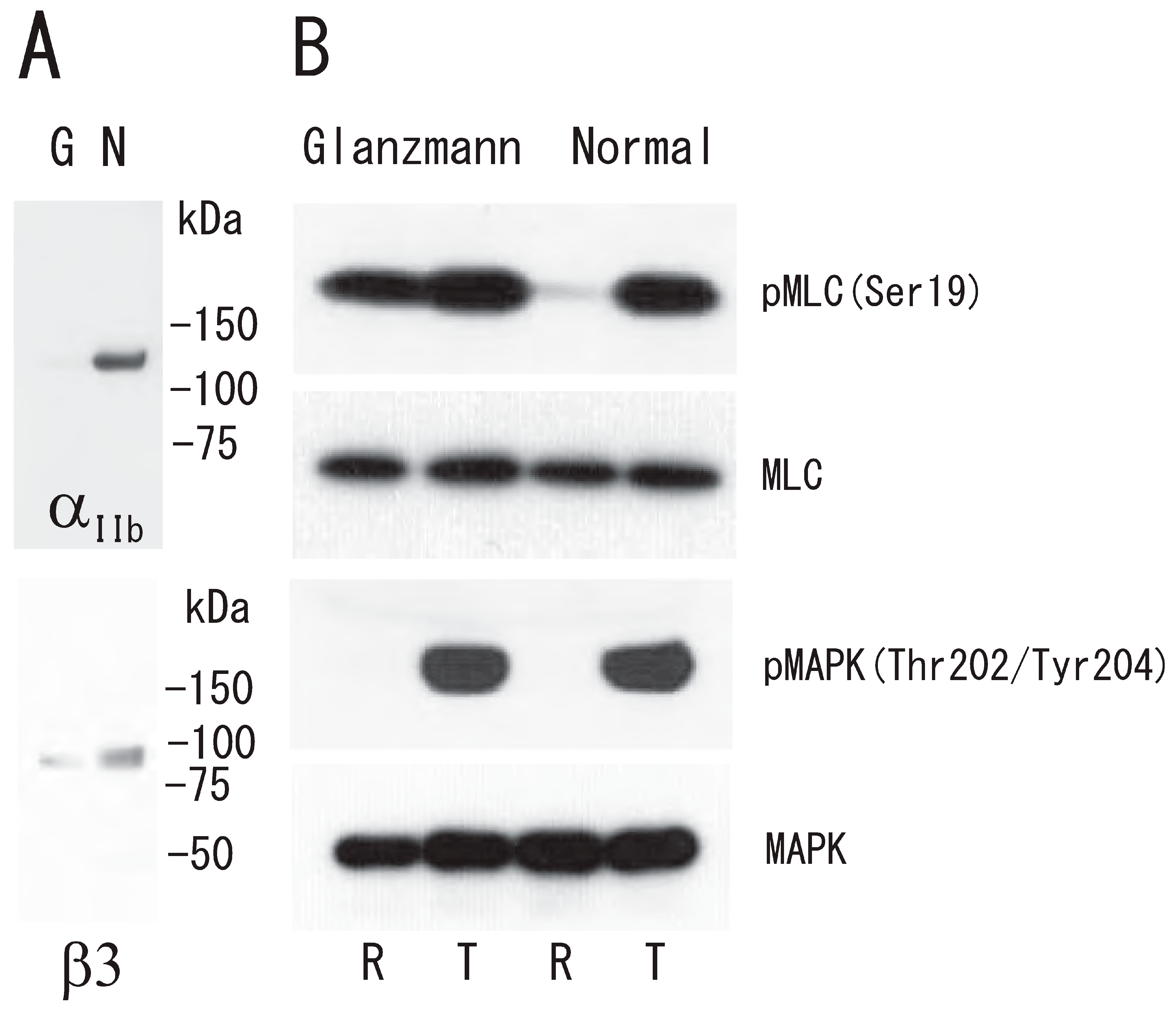 Biomedicines 12 00069 g008 Biomedicines 12 00069 g008