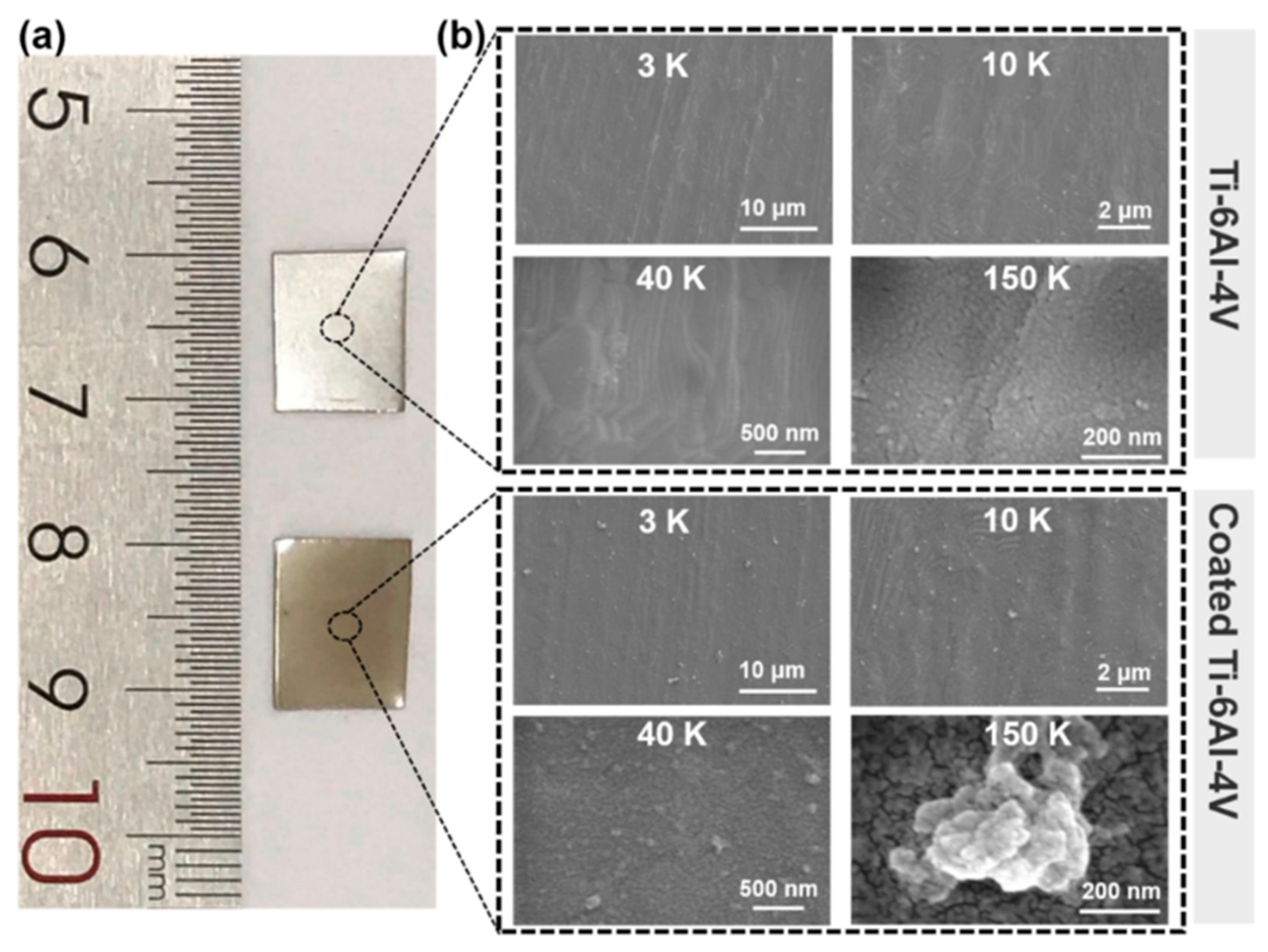 Biomedicines 12 00070 g002