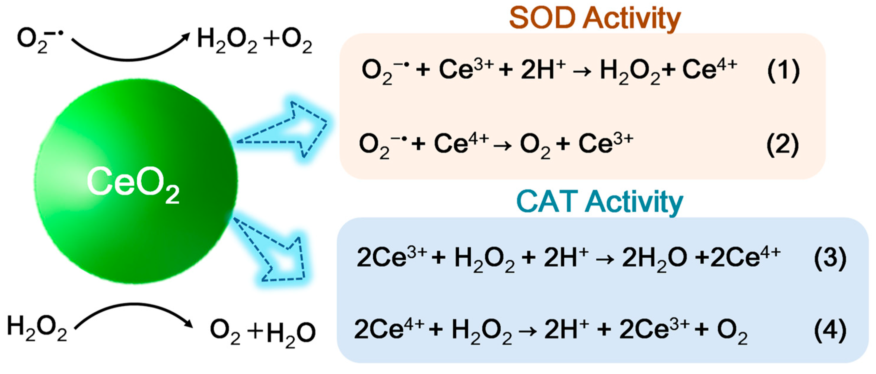Biomedicines 12 00070 g007