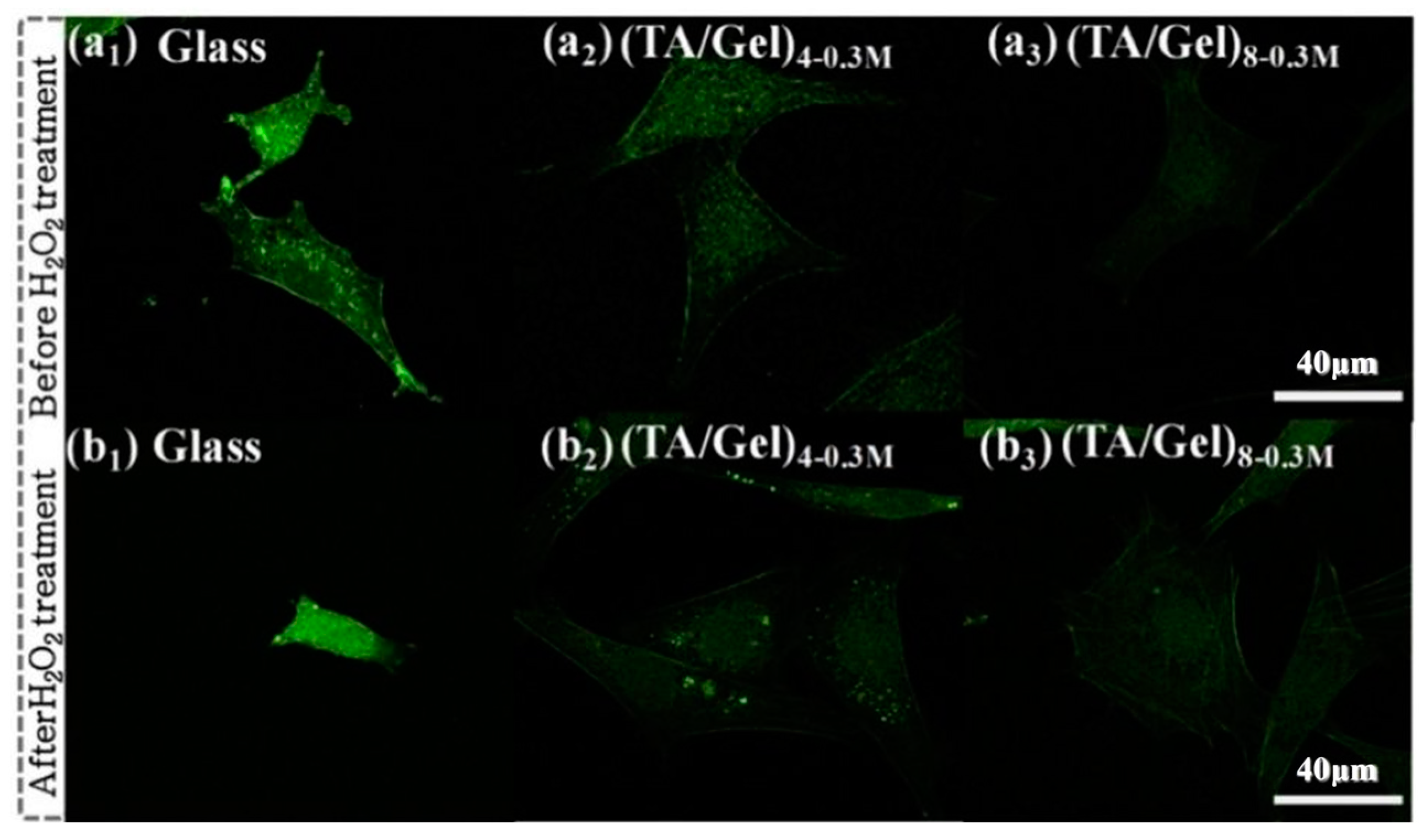 Biomedicines 12 00070 g010