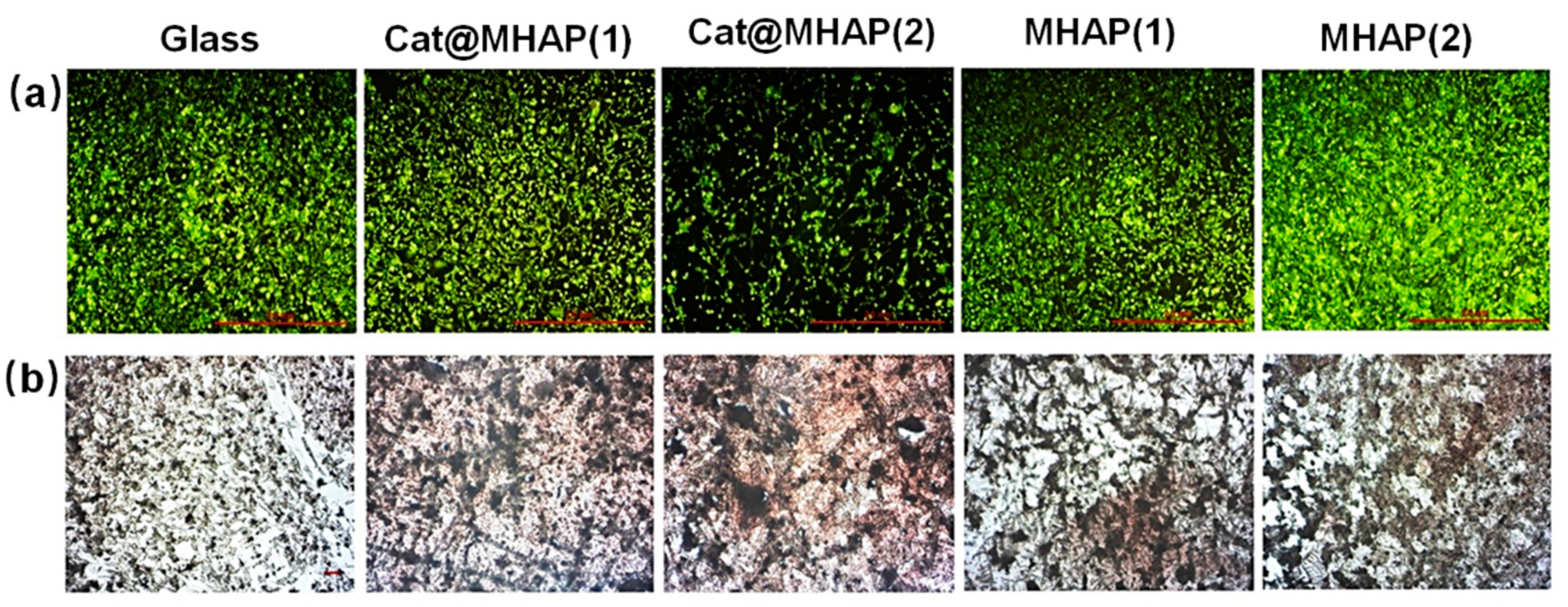 Biomedicines 12 00070 g011