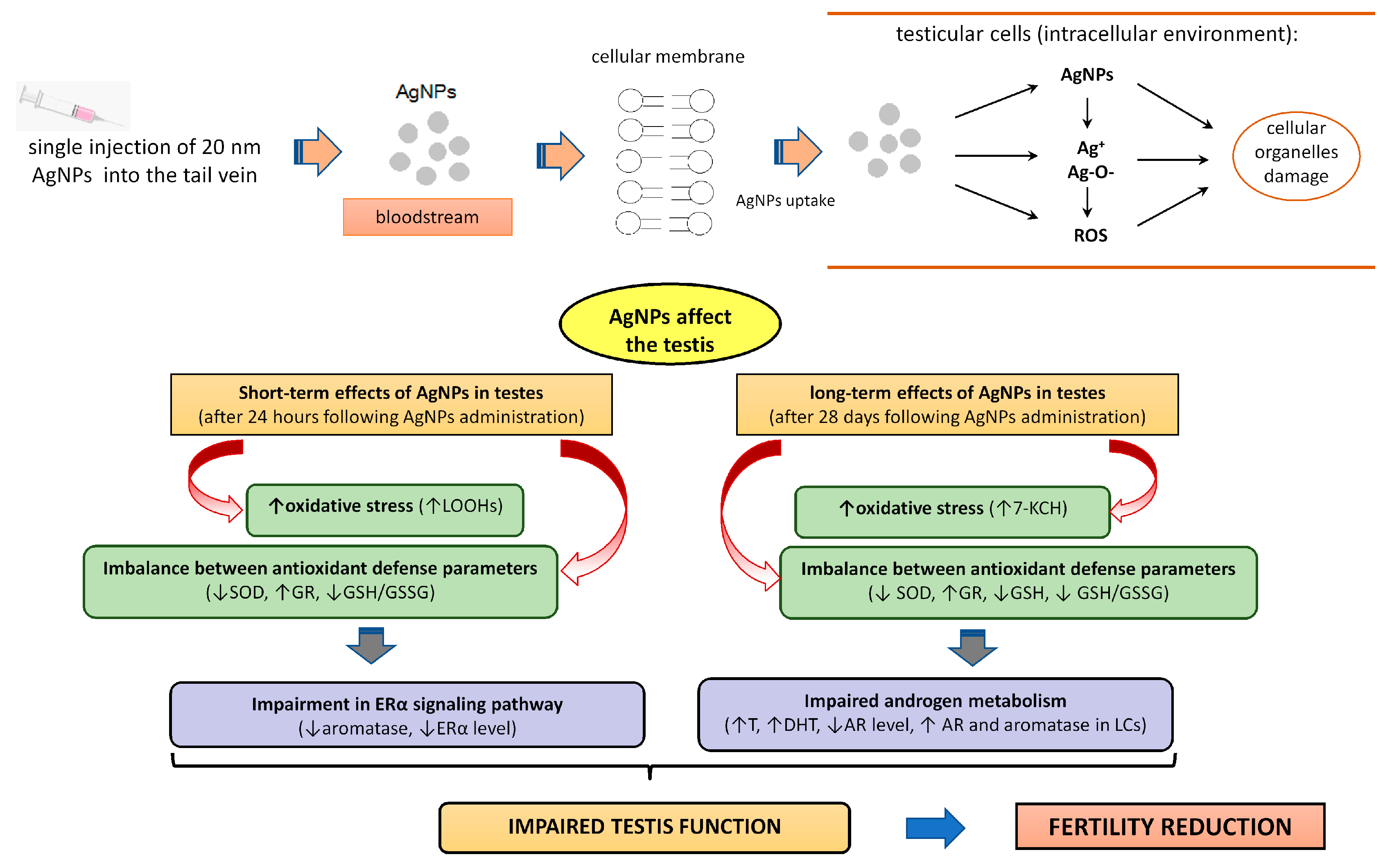 Biomedicines 12 00073 g008