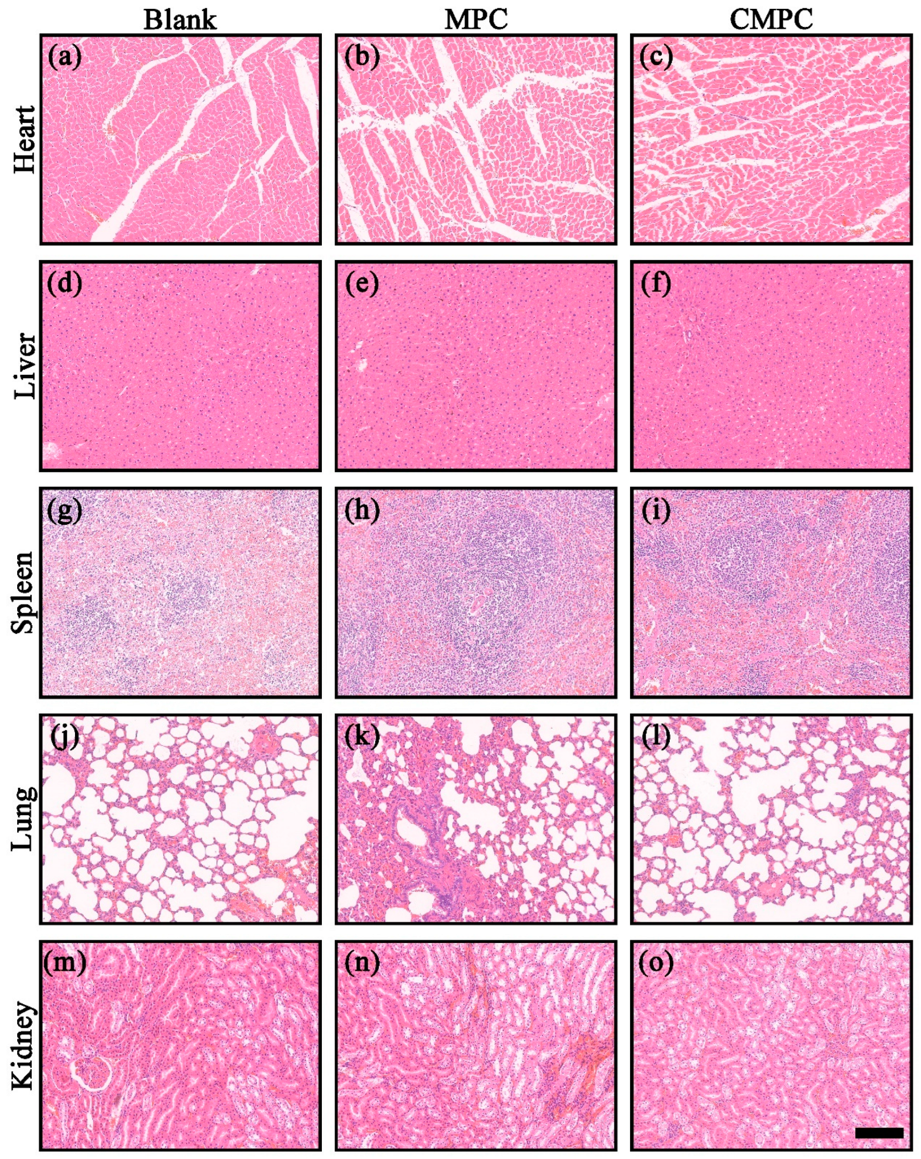 Biomedicines 12 00074 g010