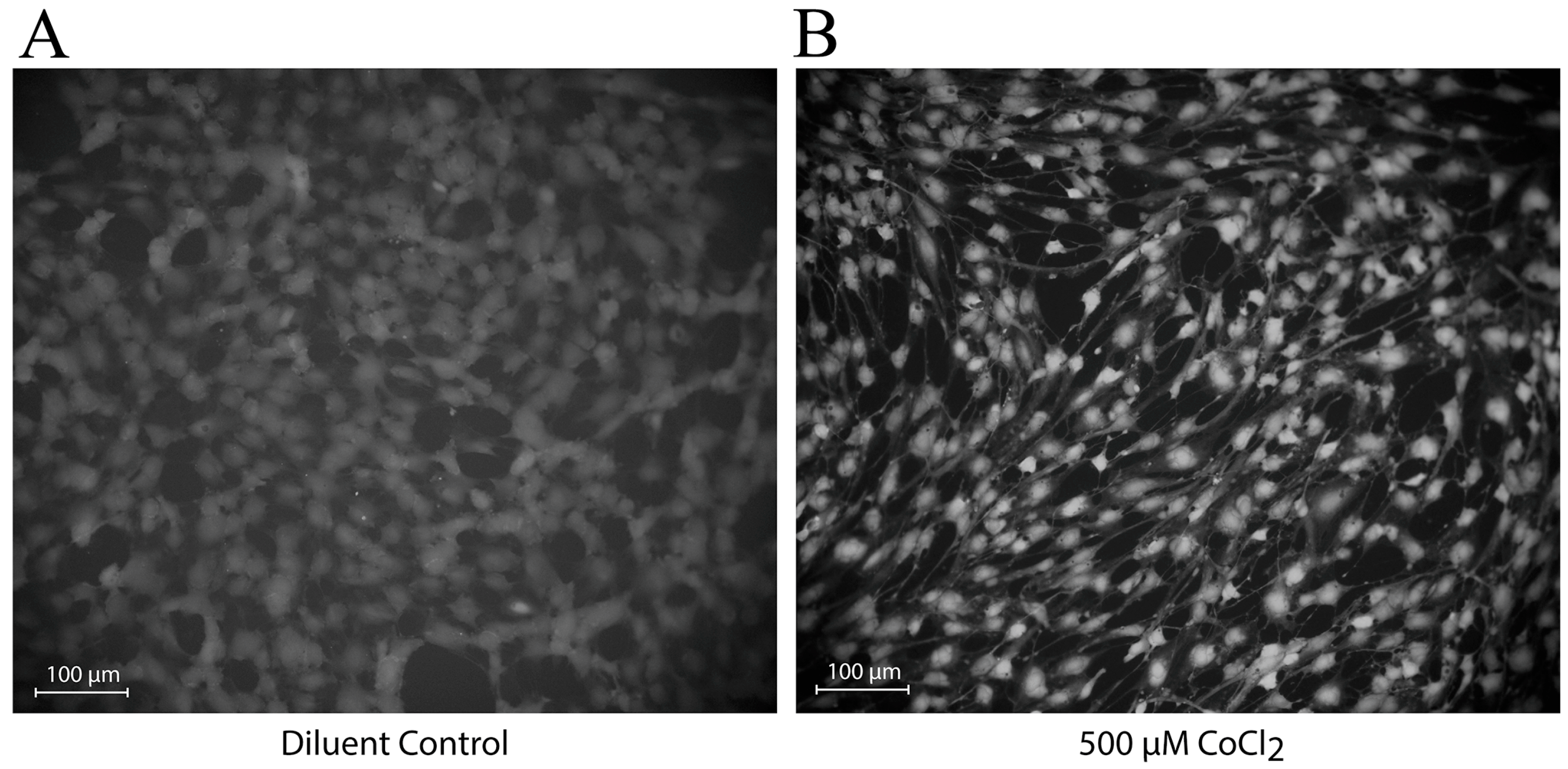 Biomedicines 12 00075 g004