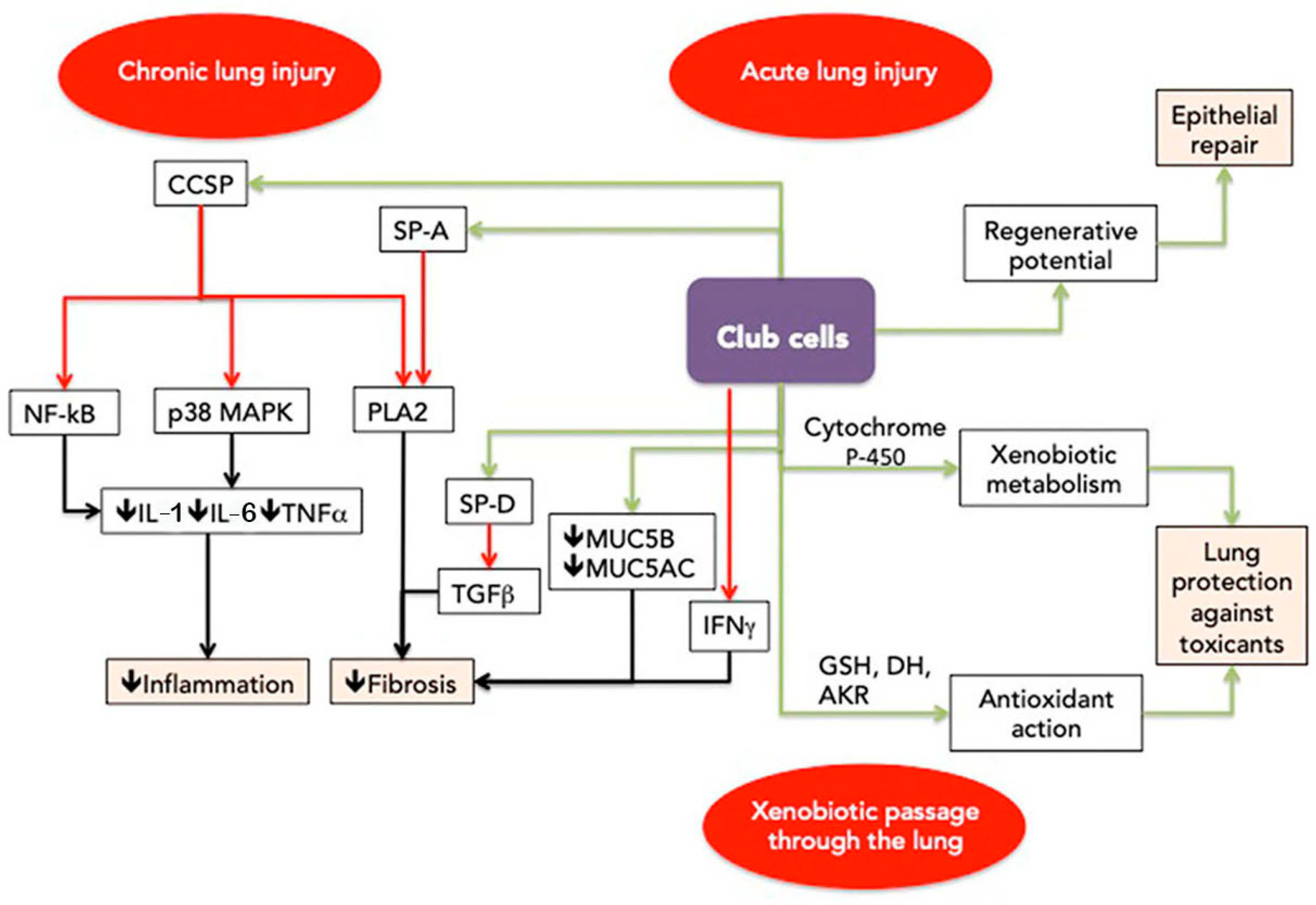 Biomedicines 12 00078 g001