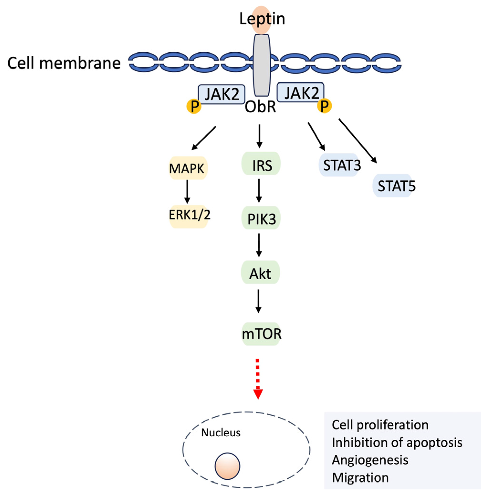 Biomedicines 12 00097 g001