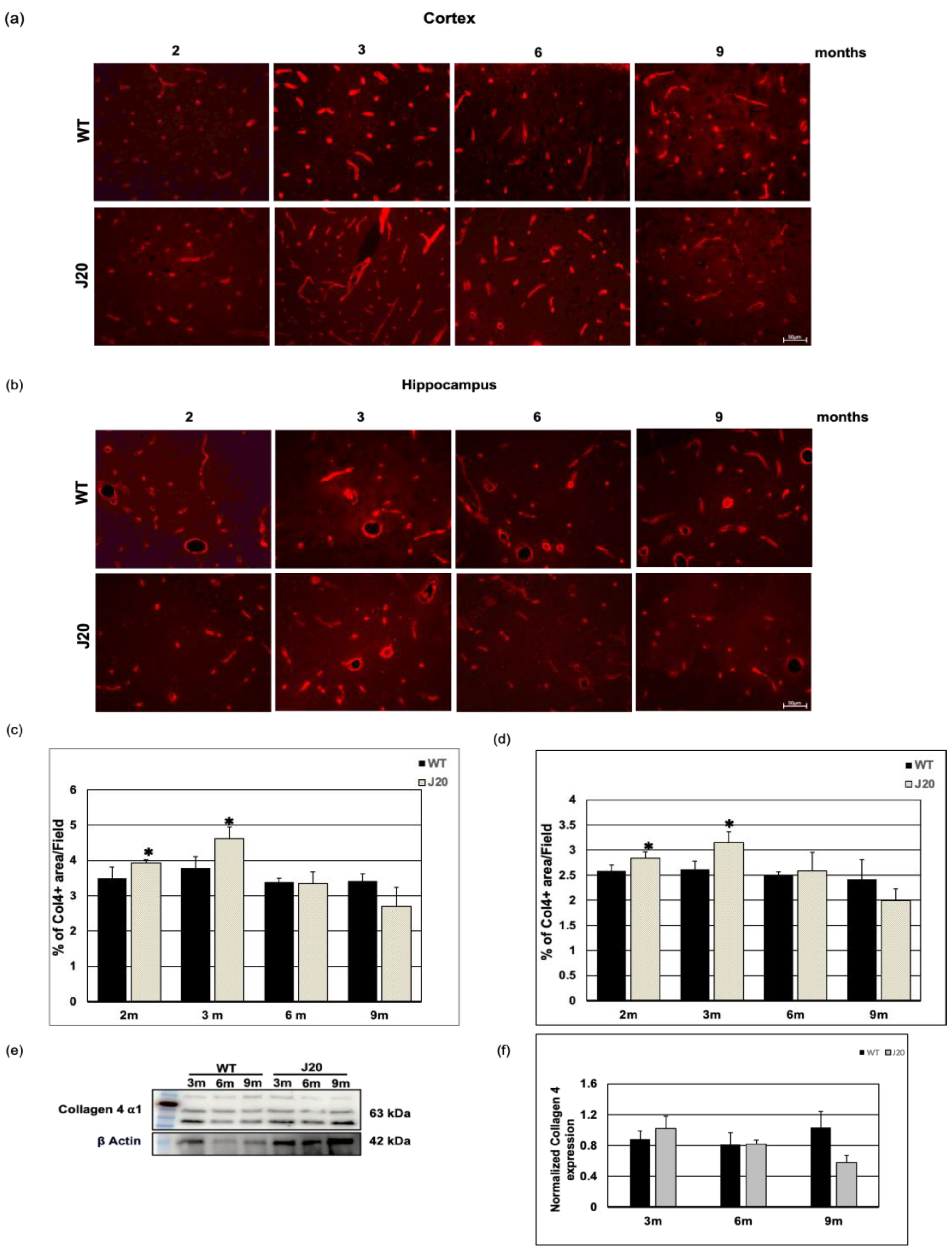 Biomedicines 12 00104 g005
