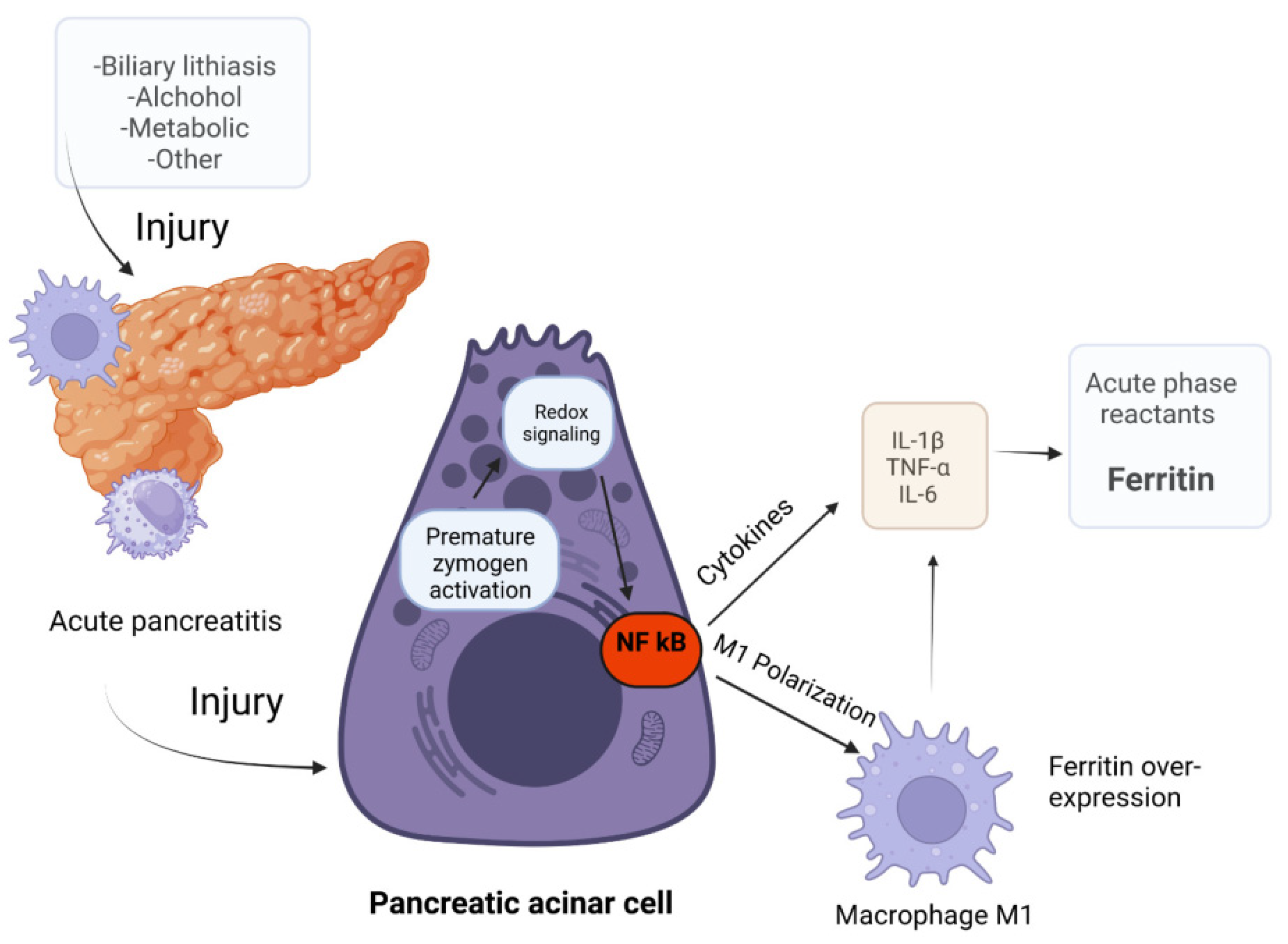 Biomedicines 12 00106 g007