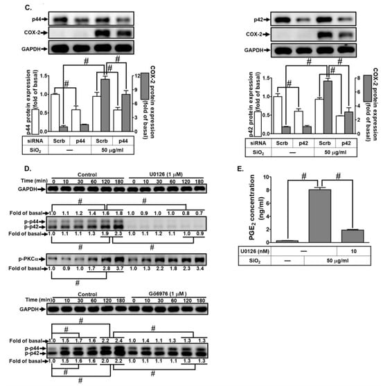 Biomedicines 12 00107 g006b