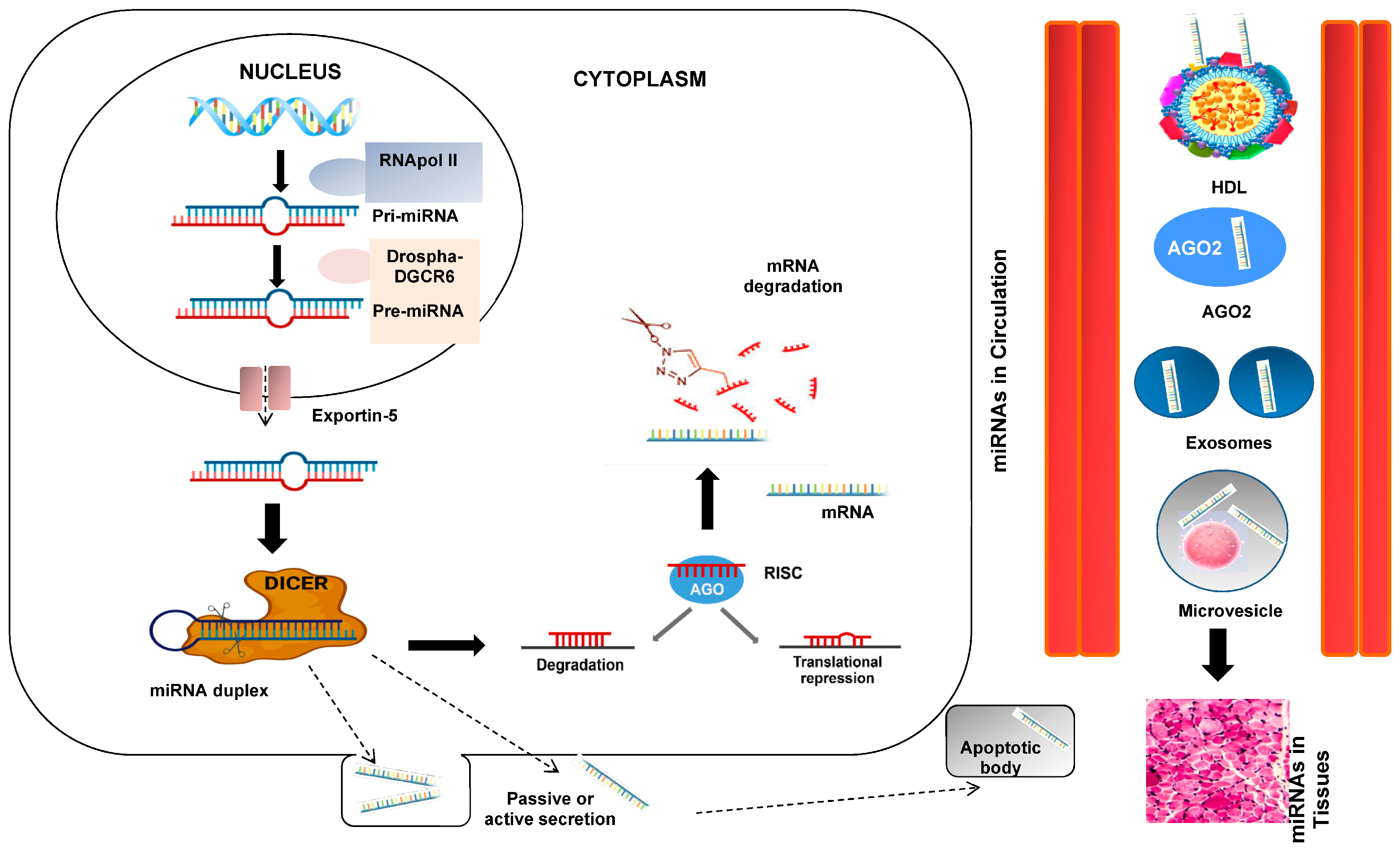 Biomedicines 12 00116 g002